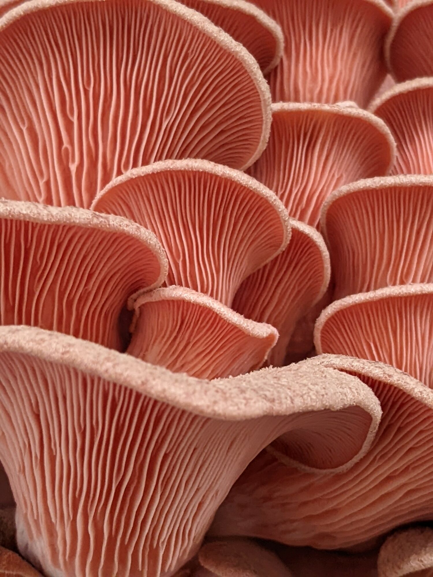 Meet Brad McLeish of Zazu Mushrooms – Voyage Michigan Magazine