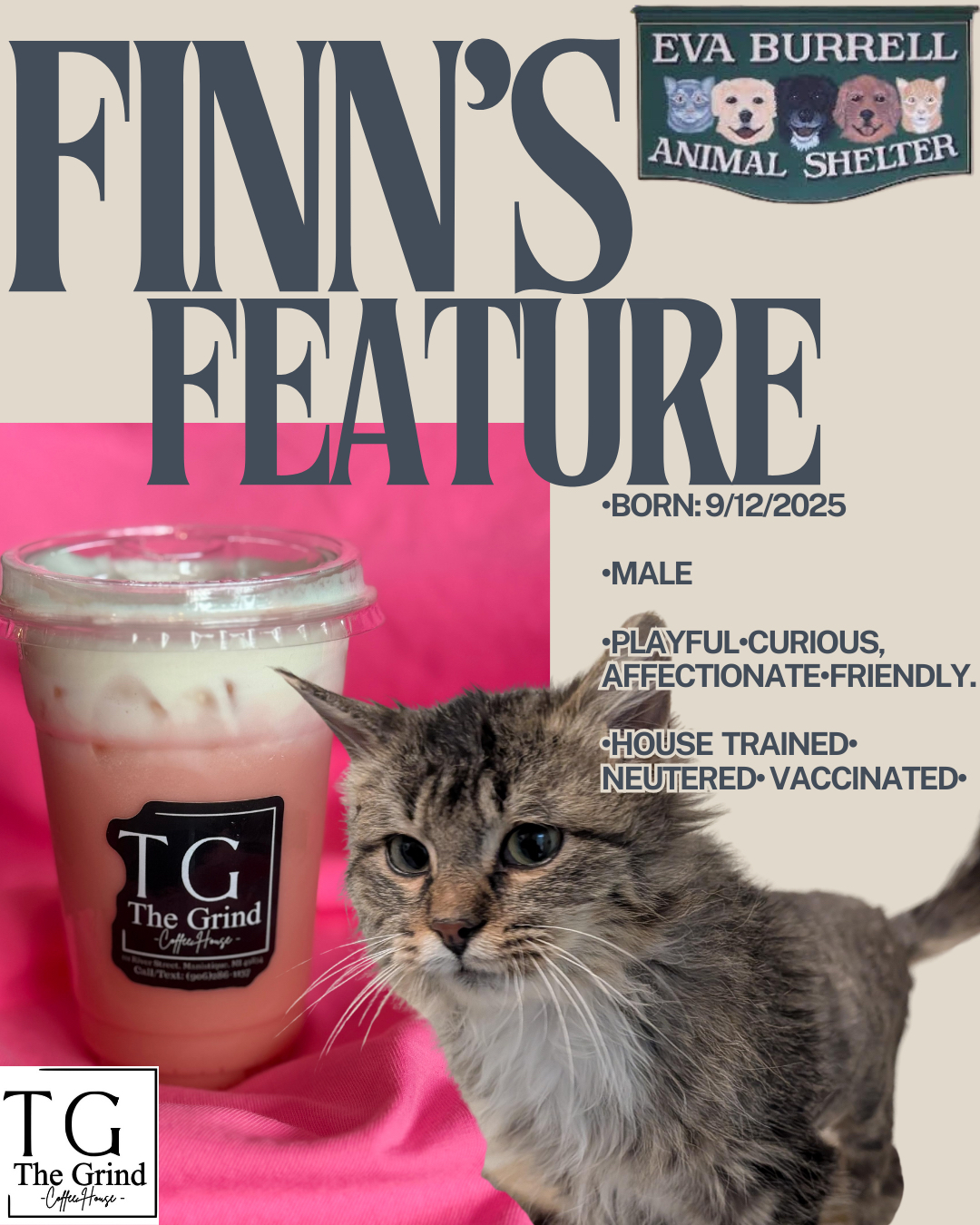 Cat sitting on pink fabric next to a glass jar with a black label, background pink, text about animal shelter and cat details.