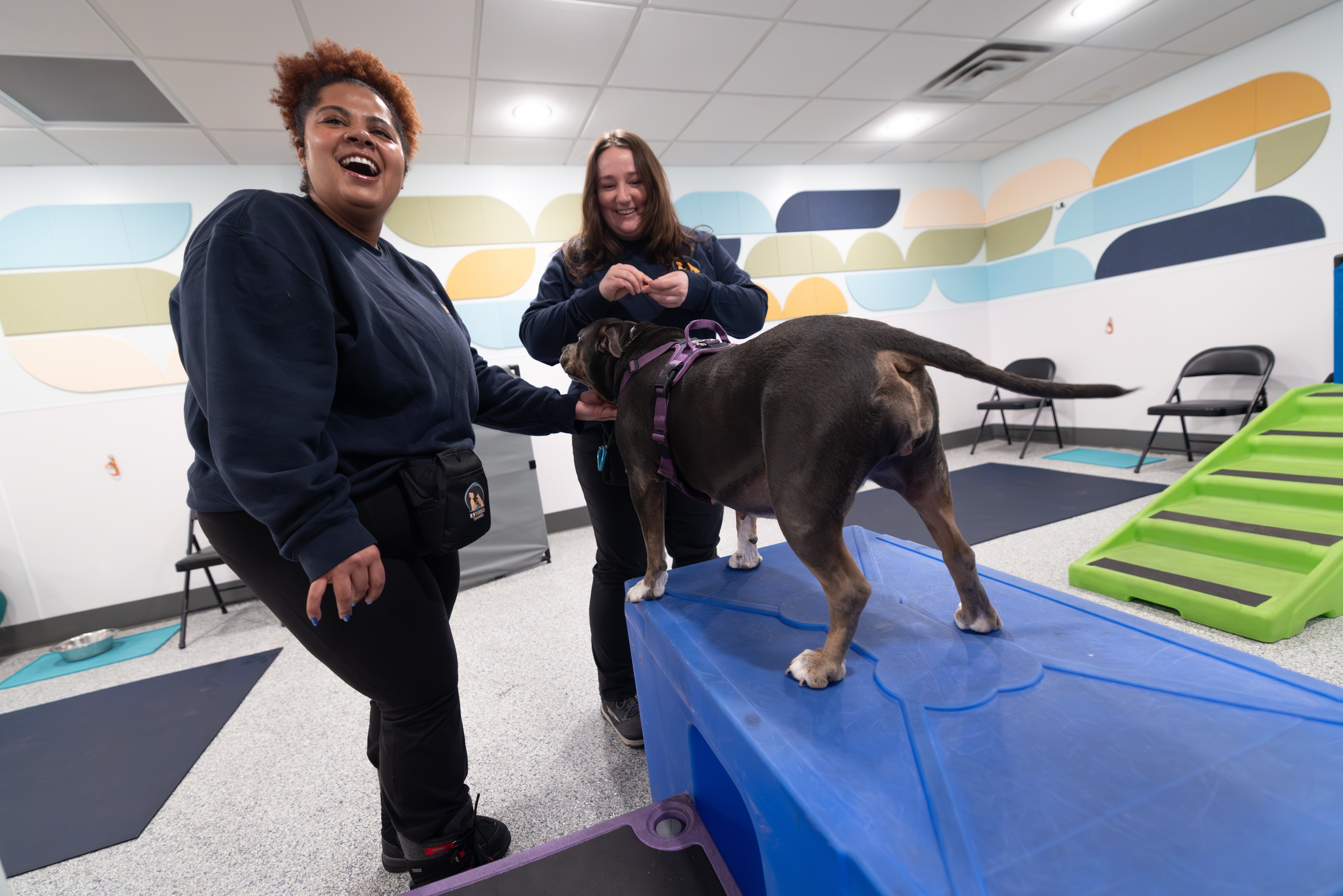 Two women and a dog on an indoor agility platform, with chairs and colorful wall decor in the background.