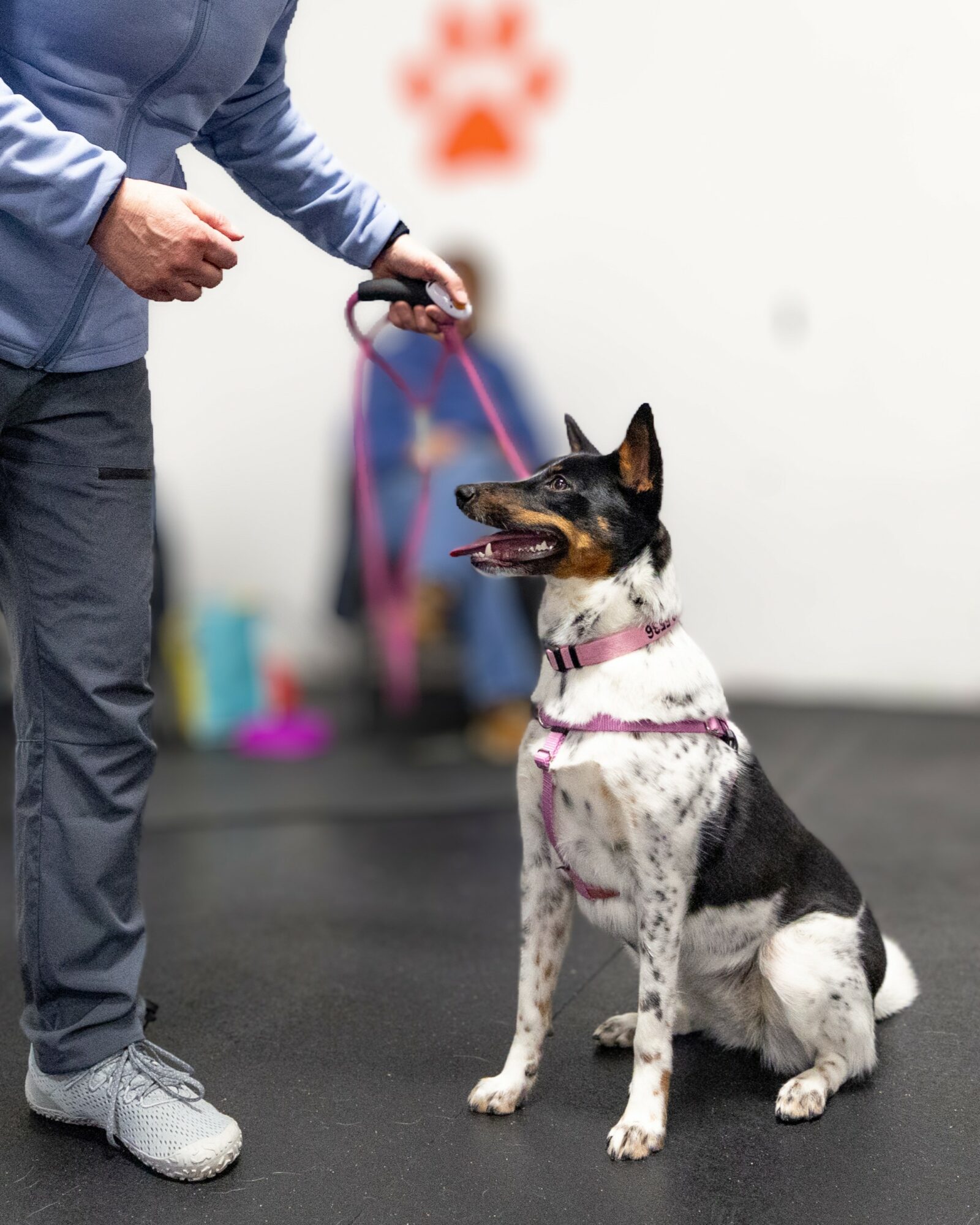 Person holding a leash attached to a sitting dog with a black, white, and brown coat, indoors with blurred background.
