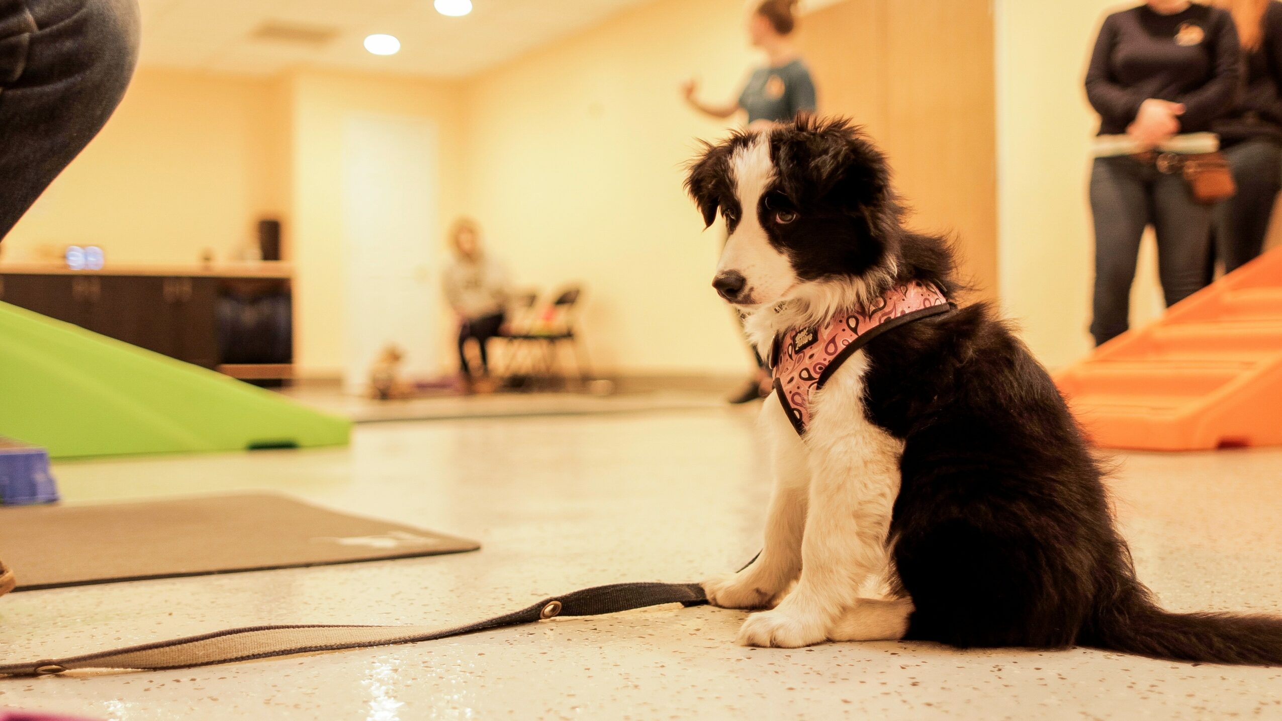Black and white puppy sitting on floor with people in background, indoors.