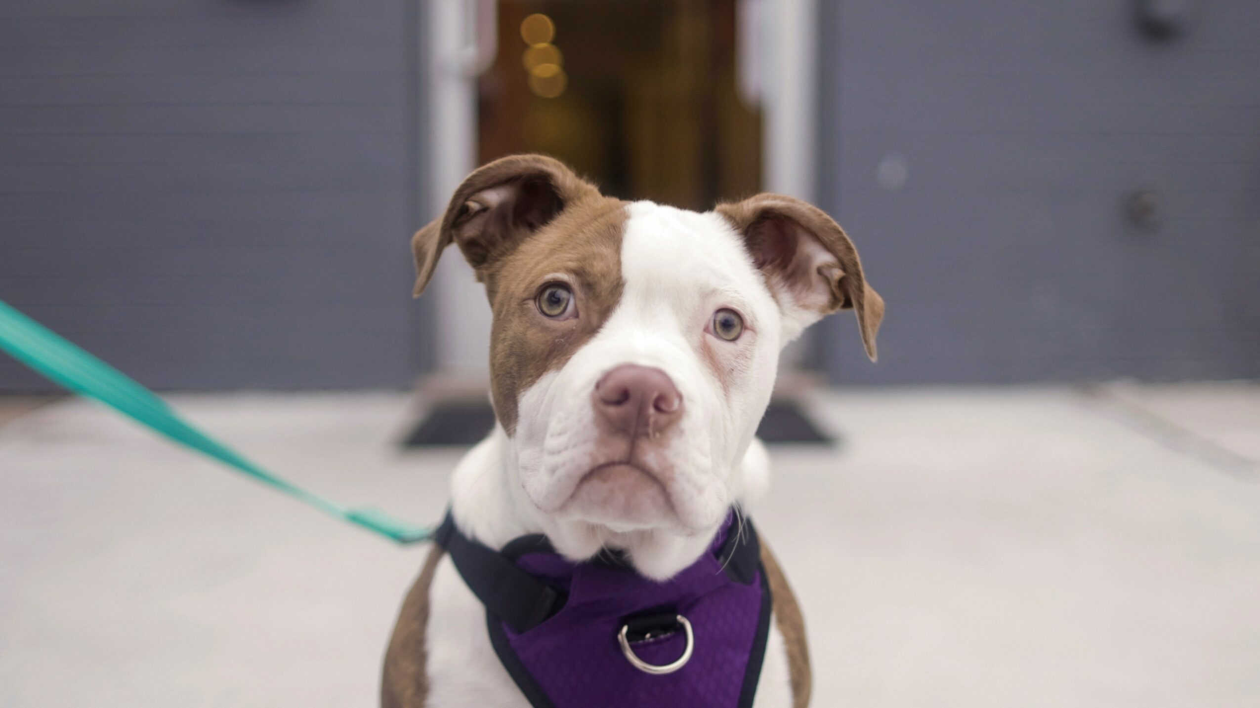 Young dog with a purple harness and a green leash, standing outdoors in front of a building.