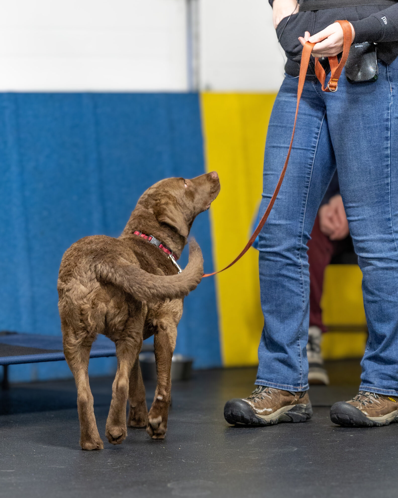 Person holding a leash with a brown puppy indoors, colorful wall in background.