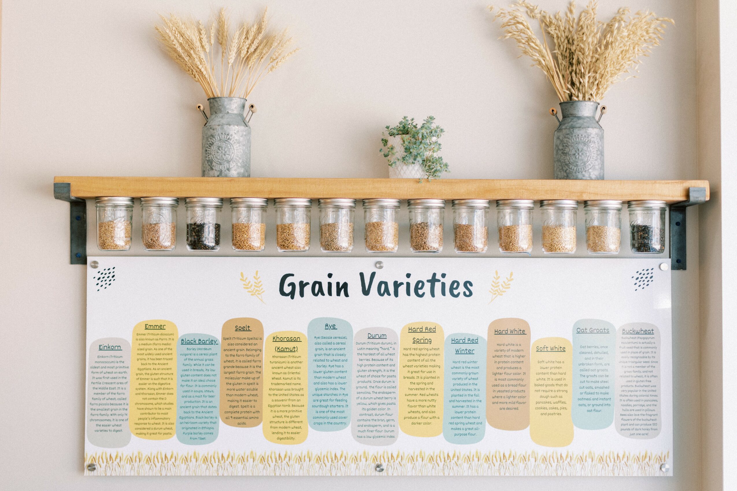 Display of grain varieties with jars on shelf and informational chart below, decorated with dried plants in vases.