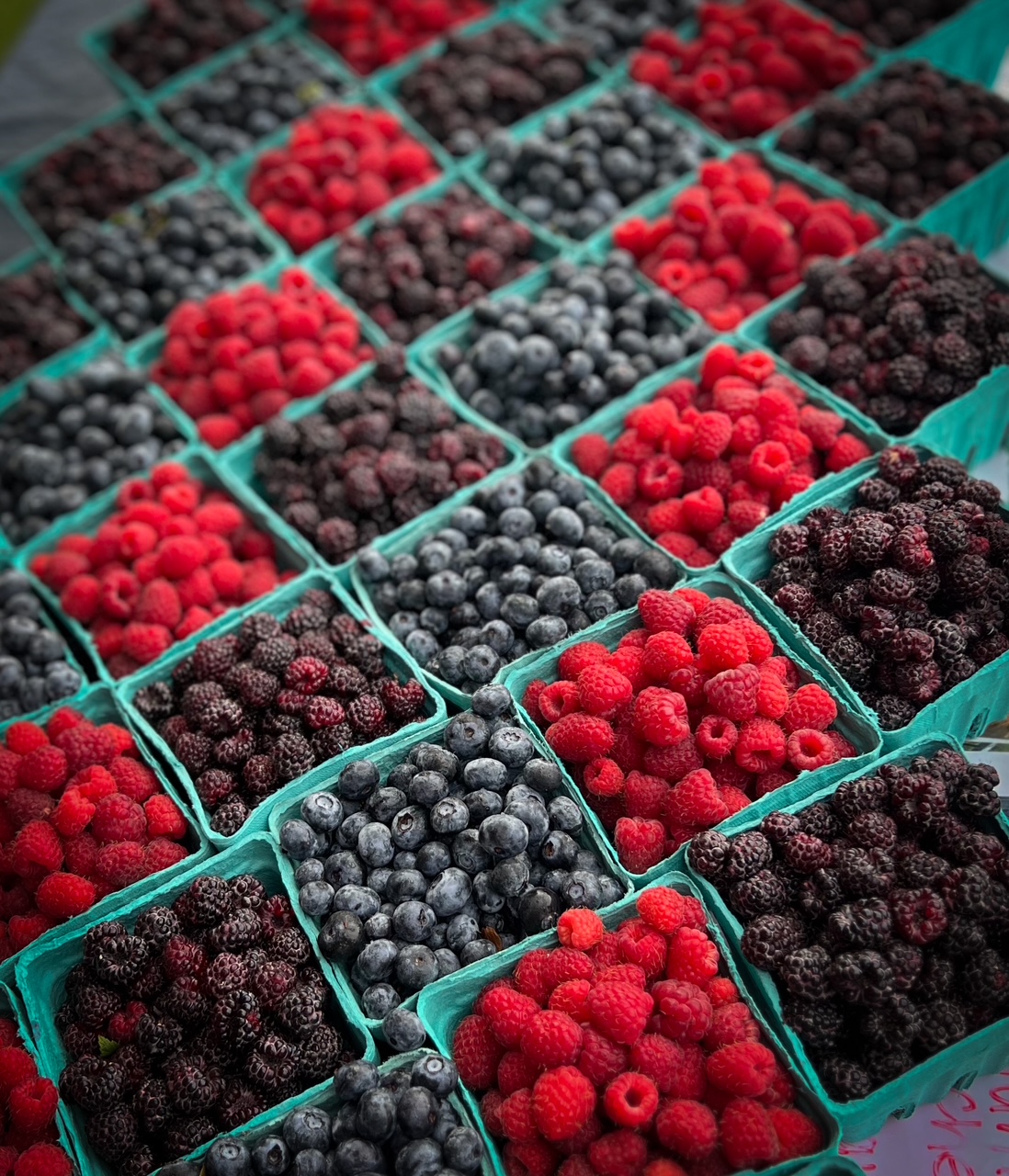 Rows of small containers filled with red, black, and purple berries arranged in a grid pattern.