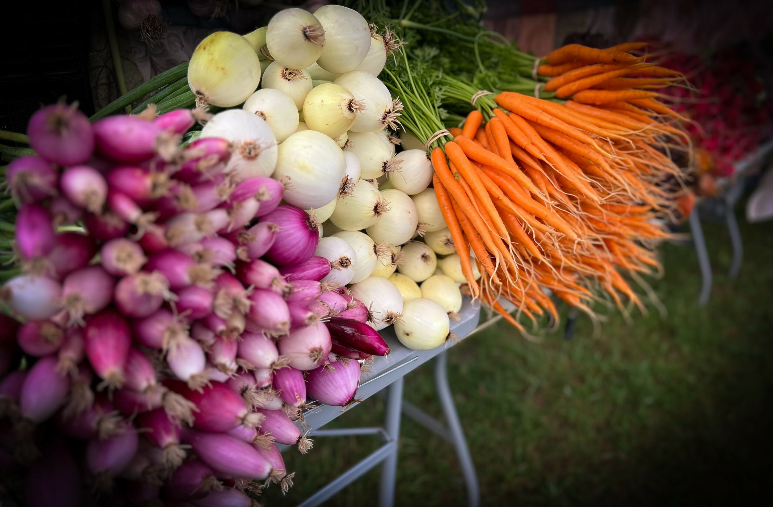Bunches of pink onions, white onions, and orange carrots on a table outdoors.