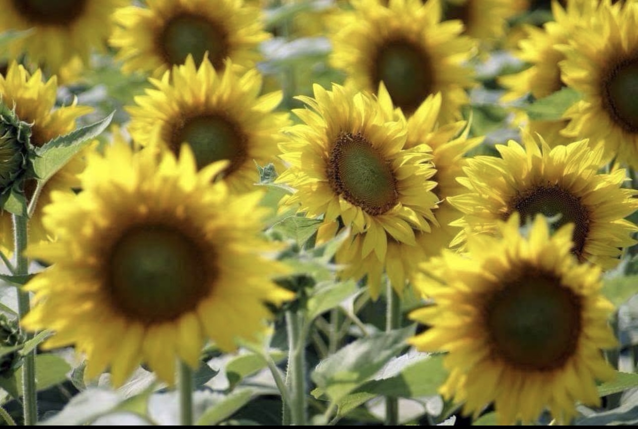 Multiple sunflowers with yellow petals and dark centers in a field.