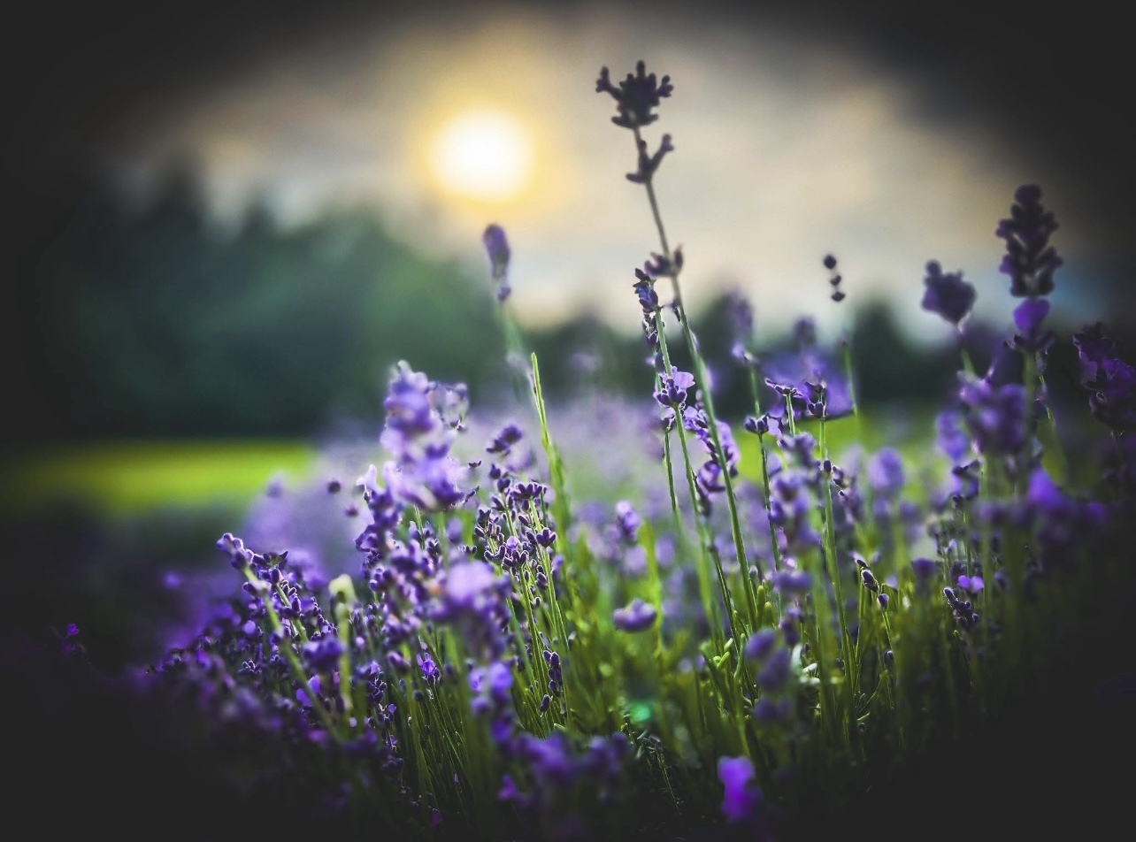 Lavender flowers in a field with a bright sun and blurred background, during sunset or sunrise.