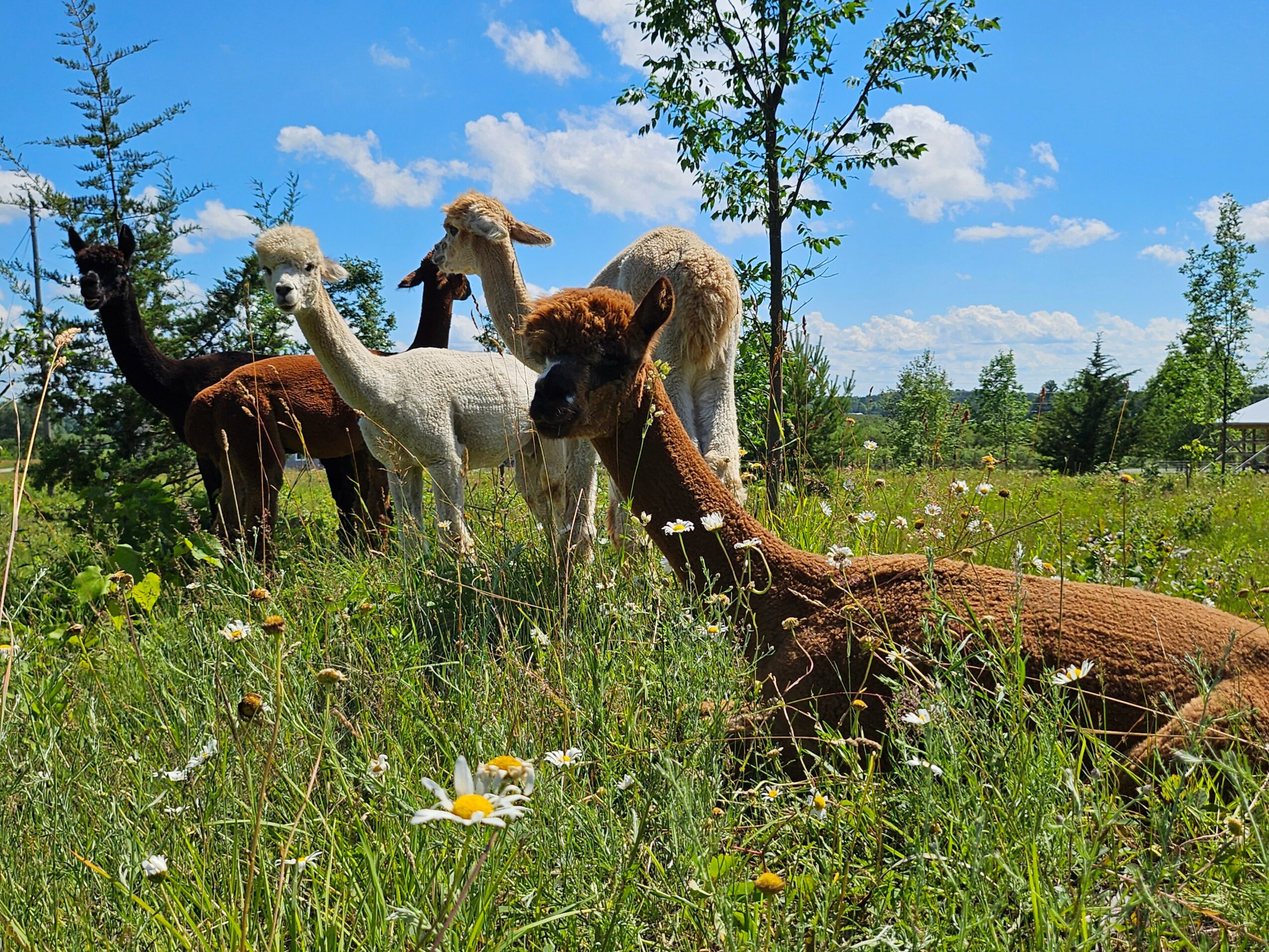 Group of alpacas lying and standing in a grassy field with trees and blue sky.