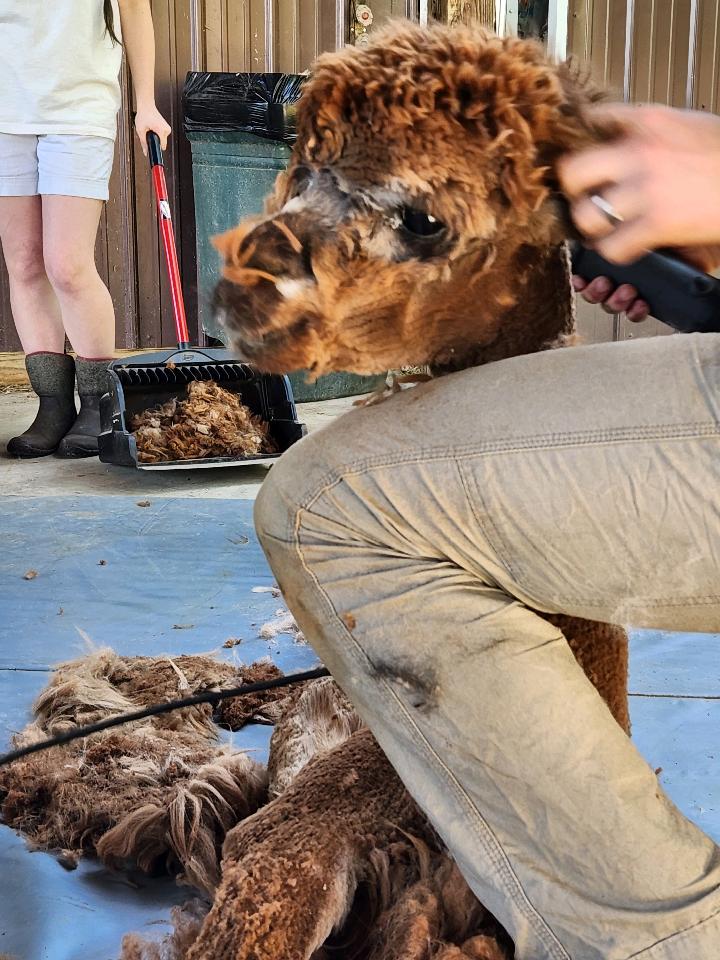 Person sitting with a lion cub and a lion head close-up, others in background, indoor setting.
