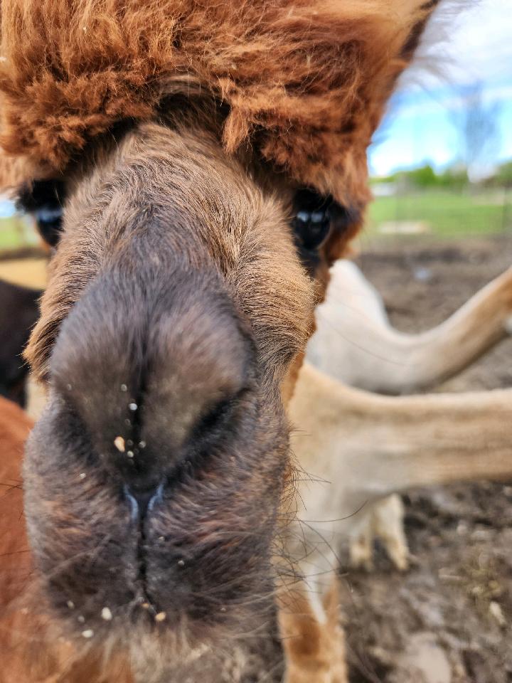 Close-up of a llama's face with large eyes and nose, outdoors with soil and sky in background.