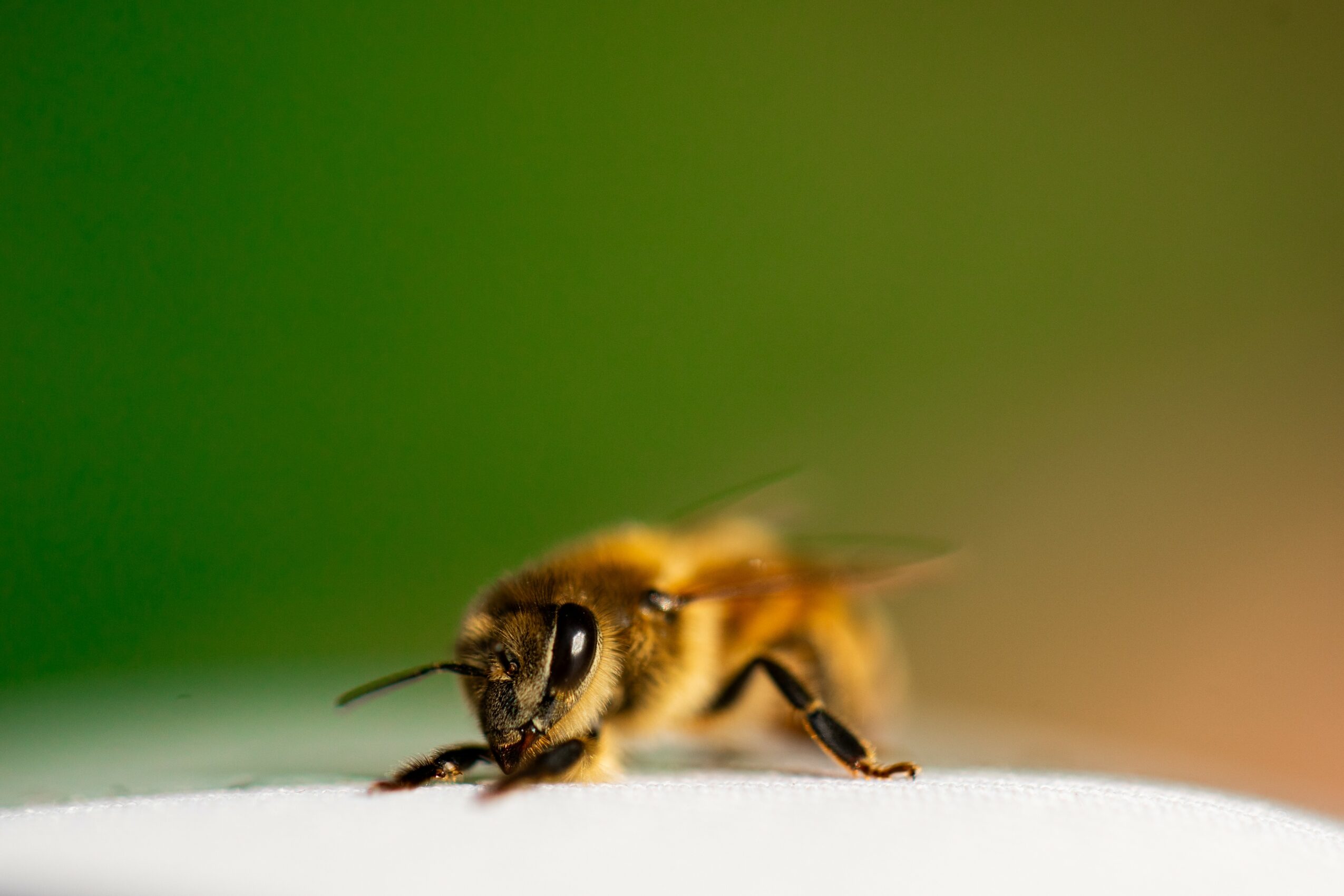 Close-up of a bee on a white surface with a blurred green background.