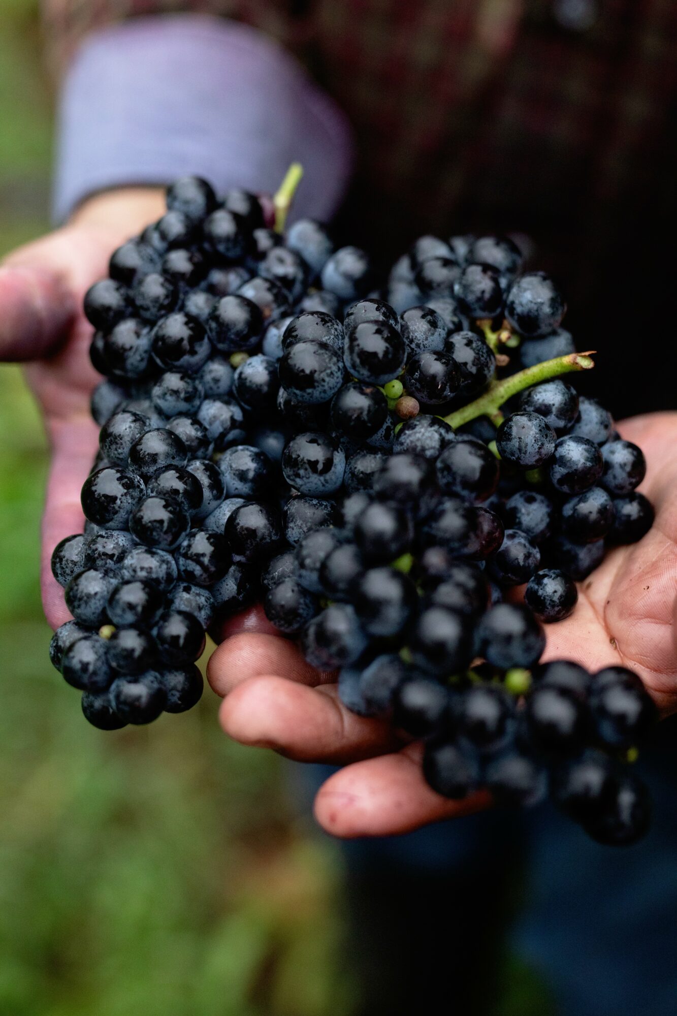 Person holding a bunch of dark purple grapes outdoors with a blurred background.
