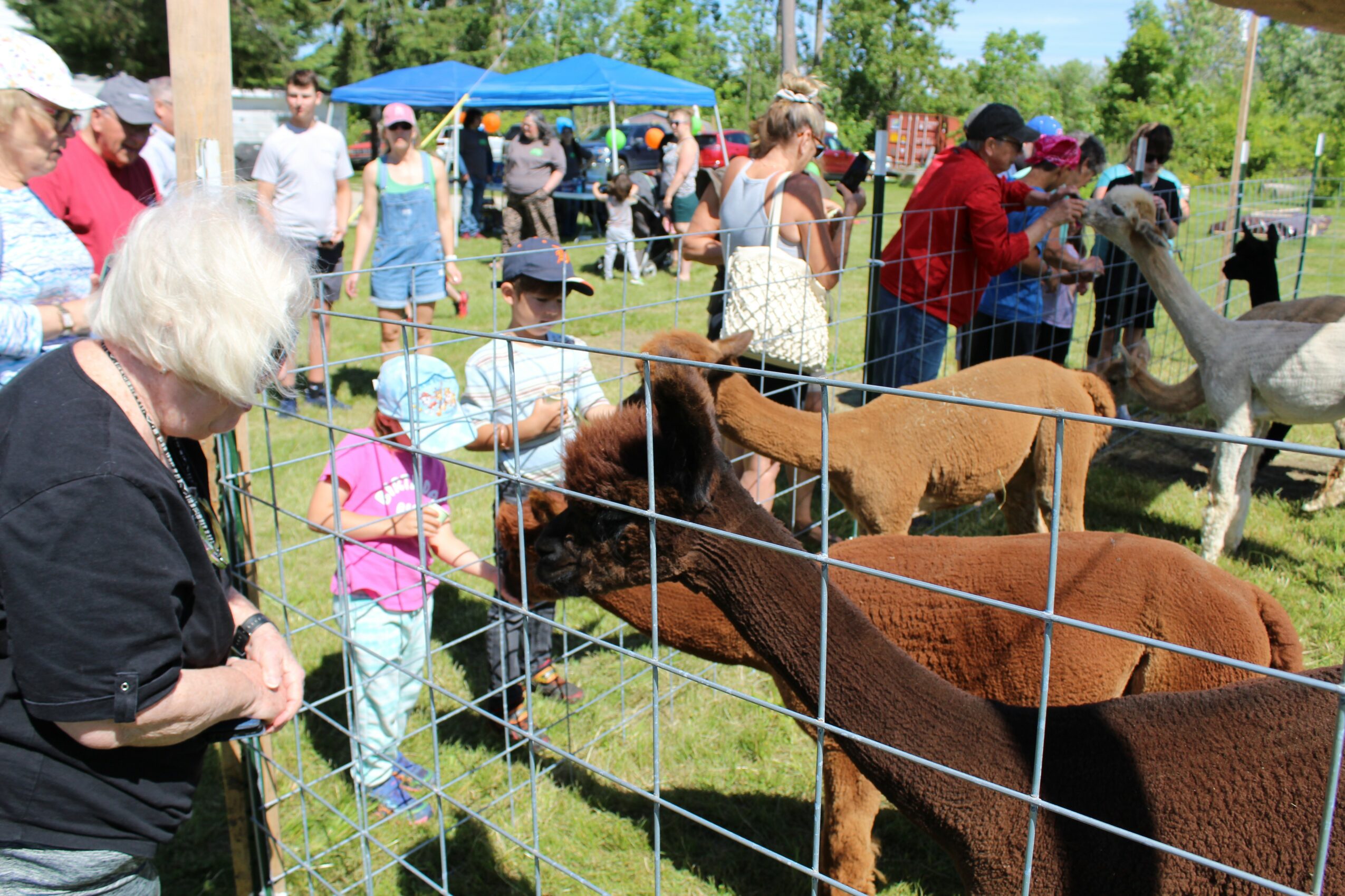 People, children, and animals at a petting zoo with a fenced area containing goats and a person petting a goat.