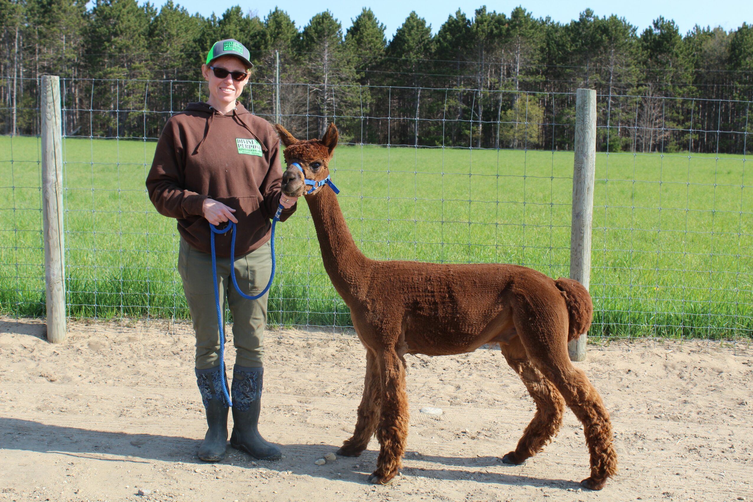 Person holding a brown alpaca on a leash in a fenced outdoor area with green grass and trees in the background.