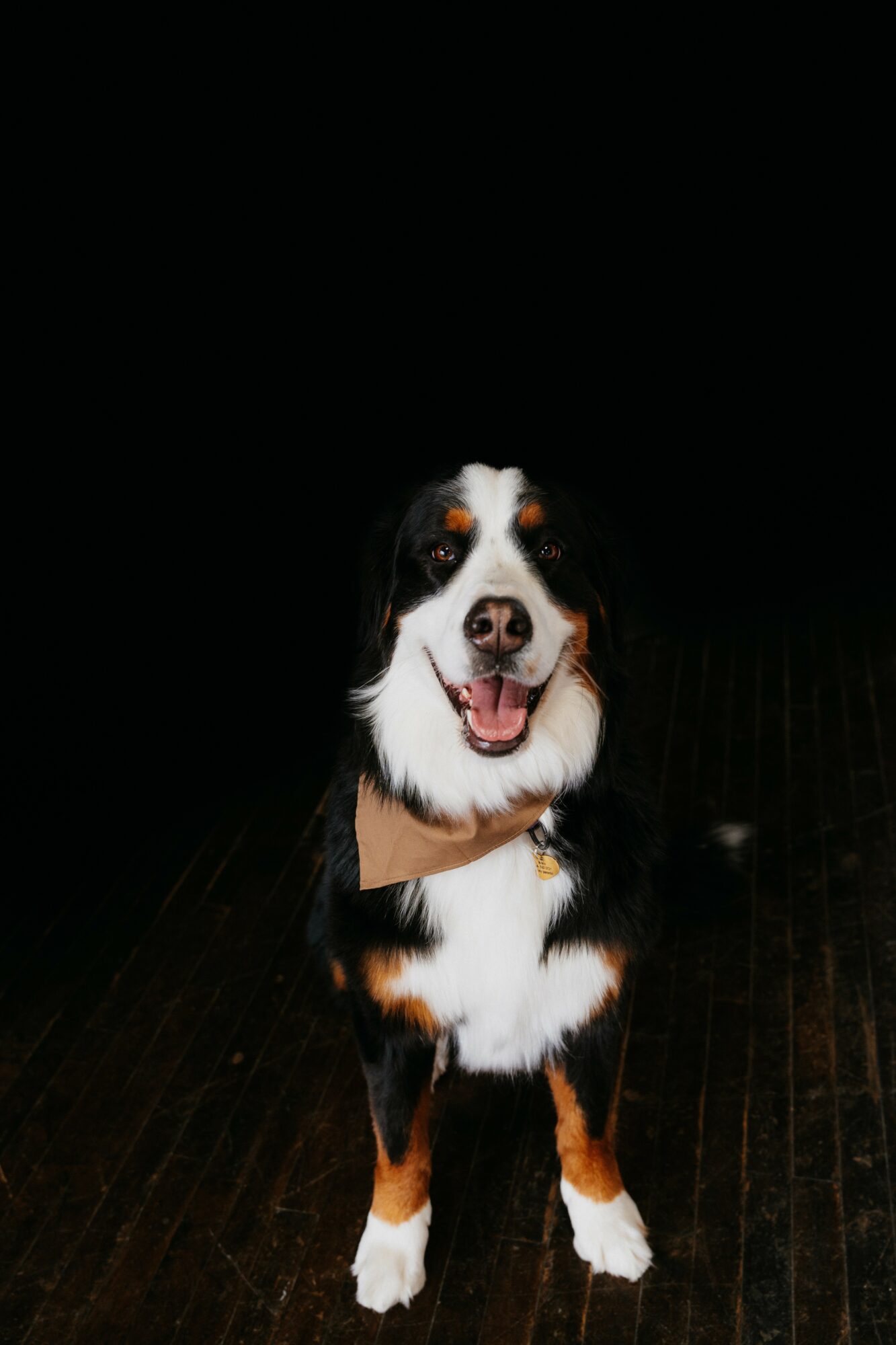 Happy Bernese Mountain Dog standing on a dark wooden floor, facing forward with mouth open and tongue out.