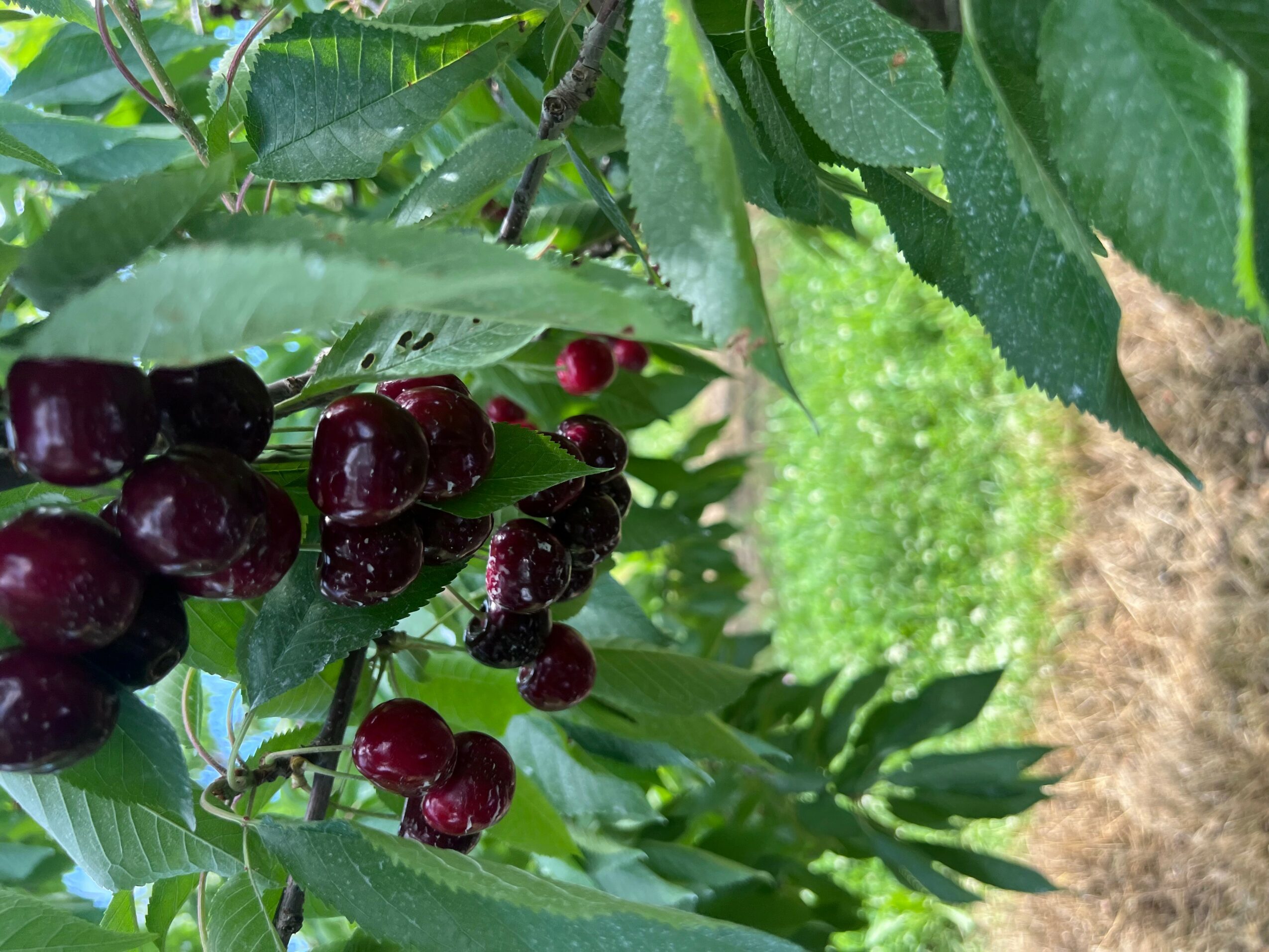 Cluster of dark red cherries hanging from a tree branch with green leaves.