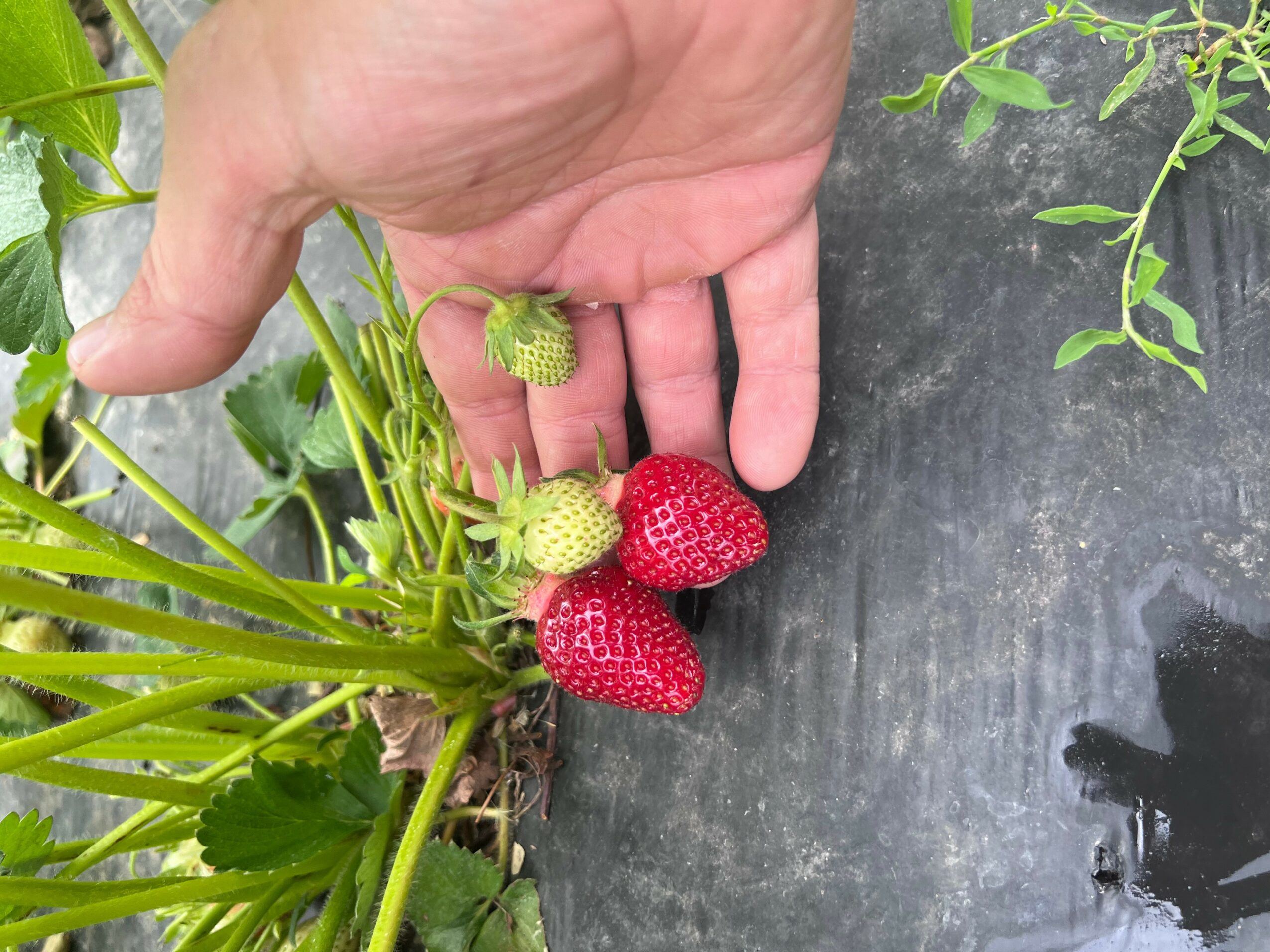 Hand holding ripe and unripe strawberries among green leaves and plant stems on dark surface.