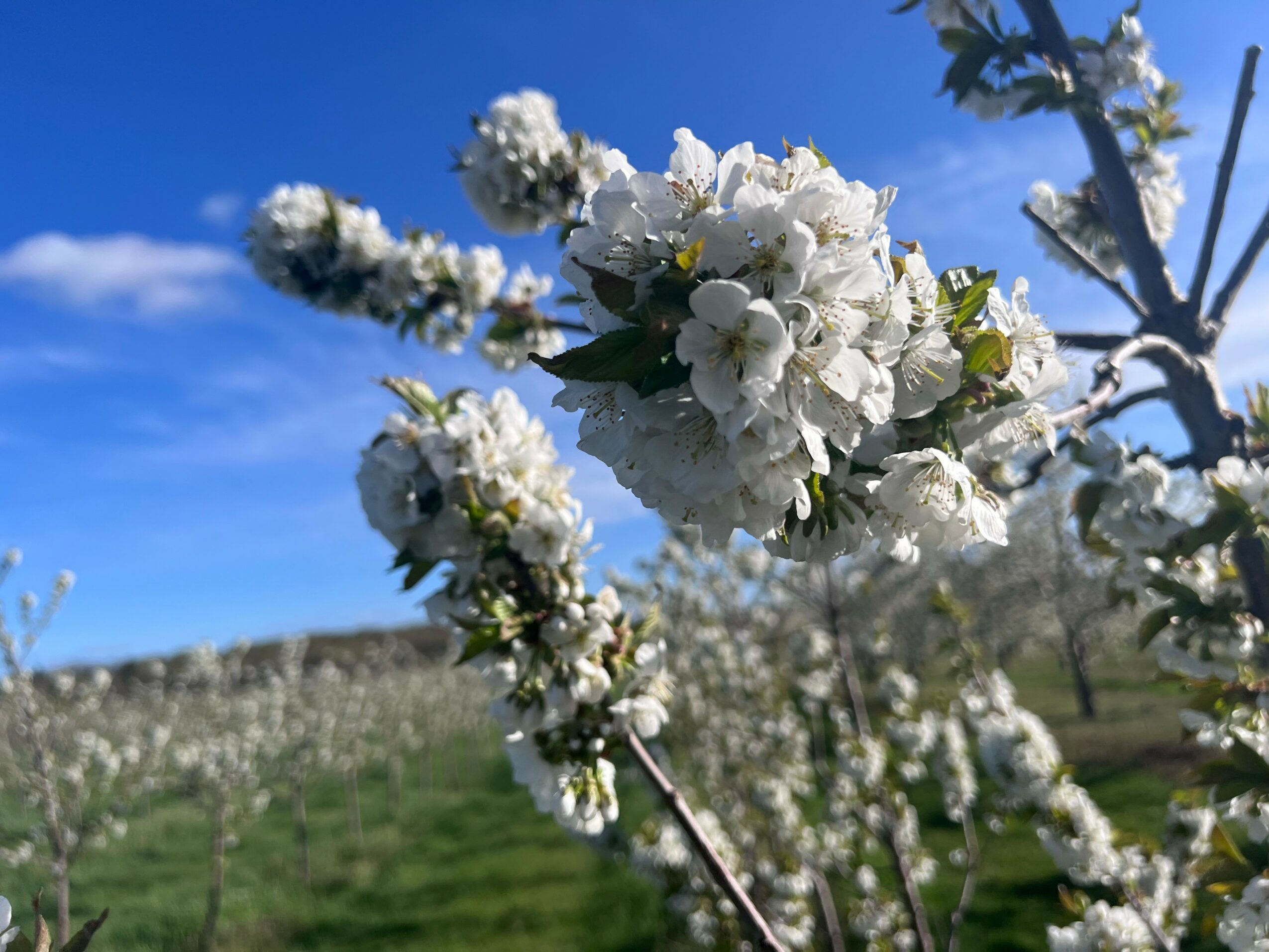White blossoms on branches against a blue sky with some clouds, in a field.