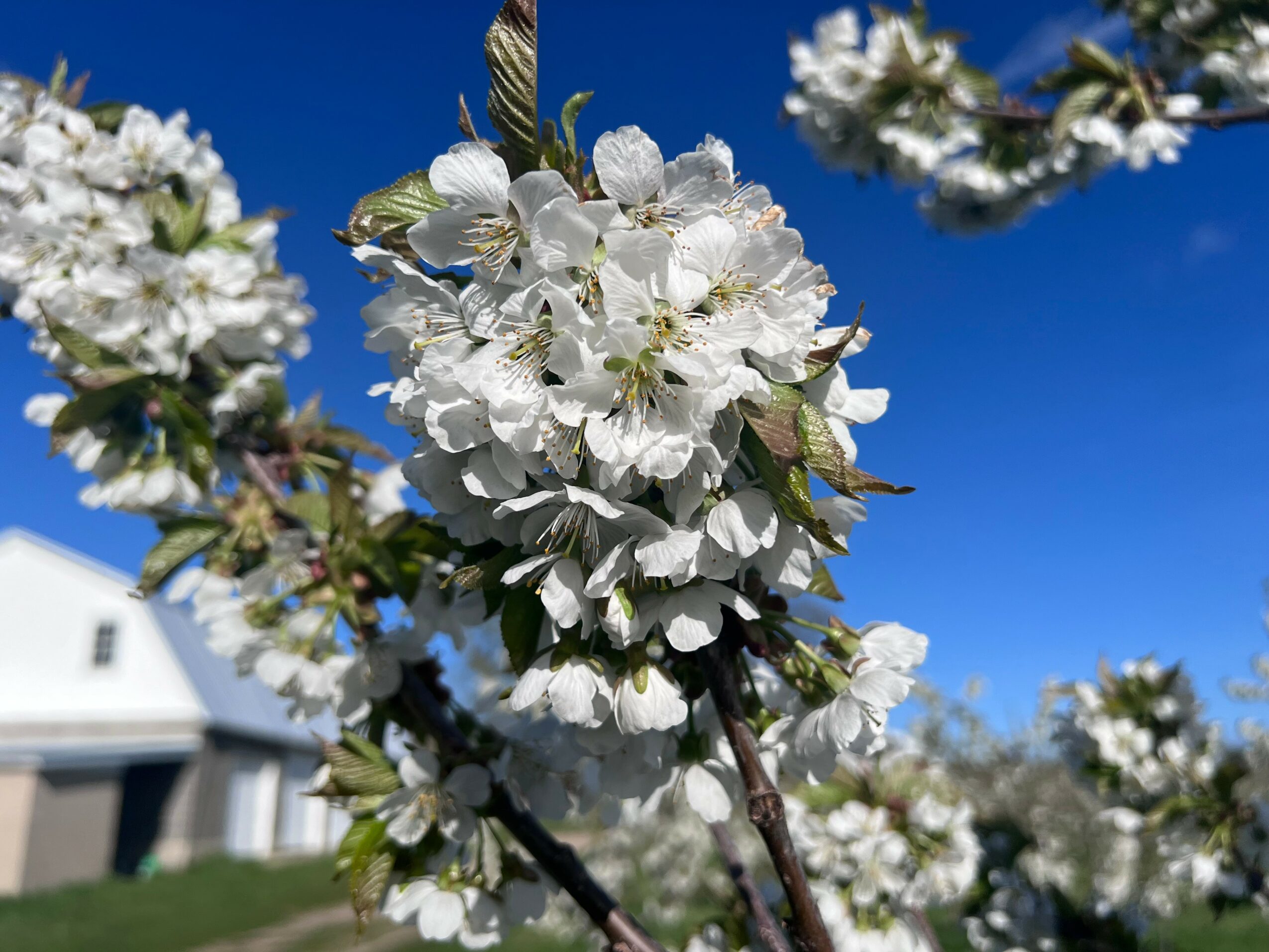 White blossoms on branches against a blue sky with a house in the background.