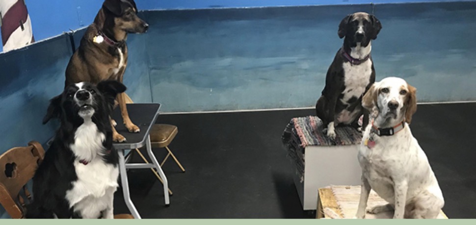 Four dogs sitting and standing on different surfaces indoors, with a blue wall in the background.