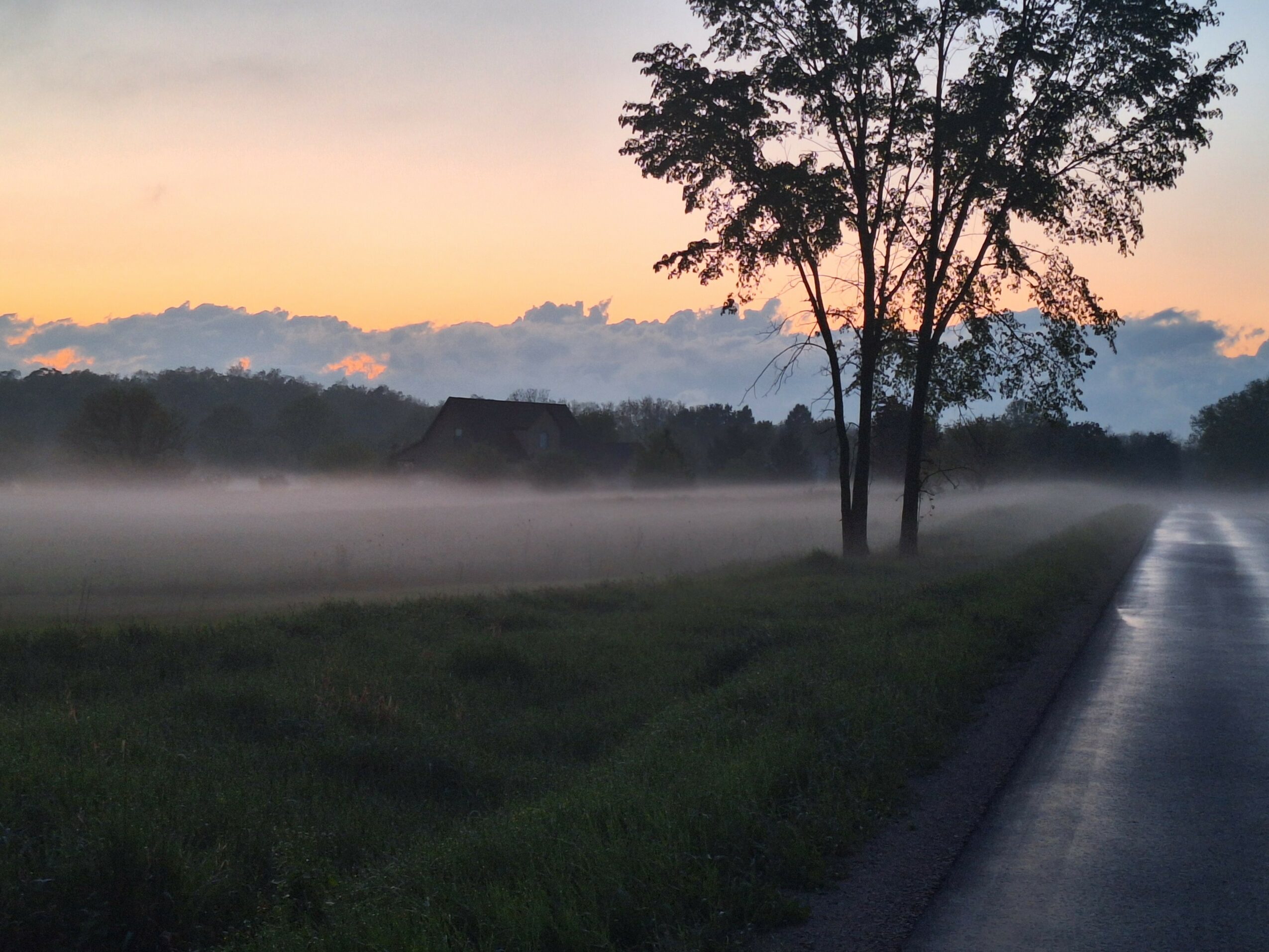 Tree with multiple branches stands beside a road at dawn, with mist over fields and a colorful sky.