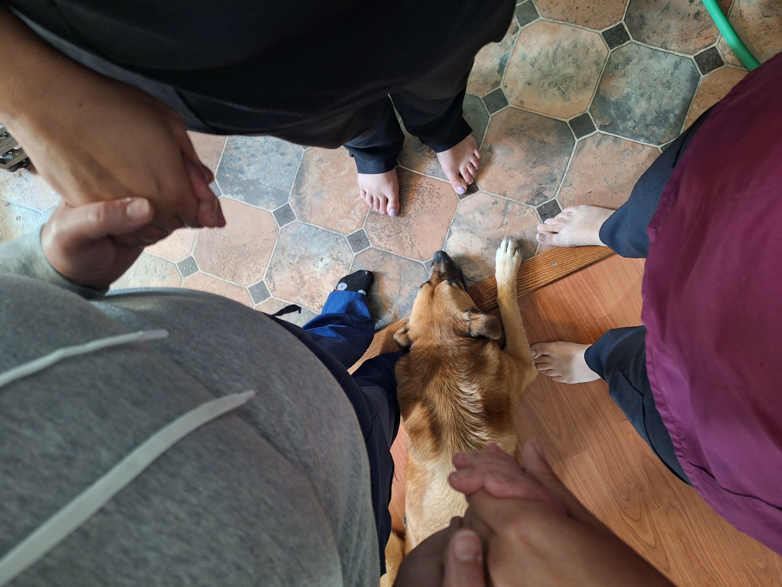 Three people stand around a dog lying on the floor, viewed from above, with a tiled floor and wooden floor visible.