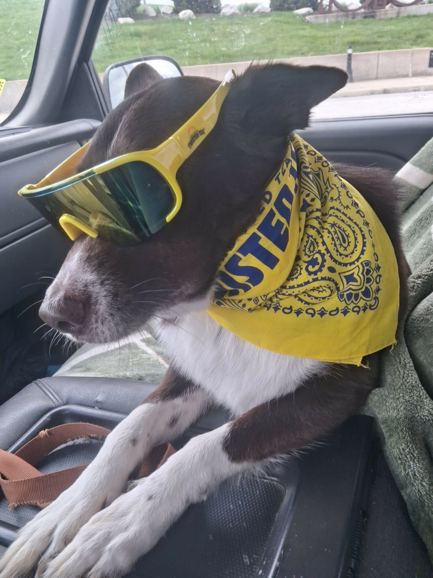 Dog with a yellow bandana and sunglasses lying on a car dashboard, looking to the side.