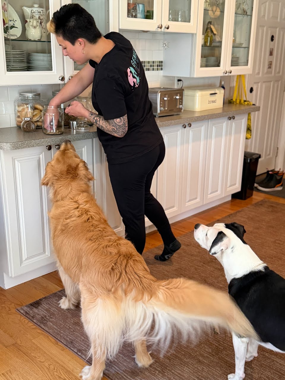 Person preparing food in kitchen with two dogs watching, white cabinets, and wooden floor.