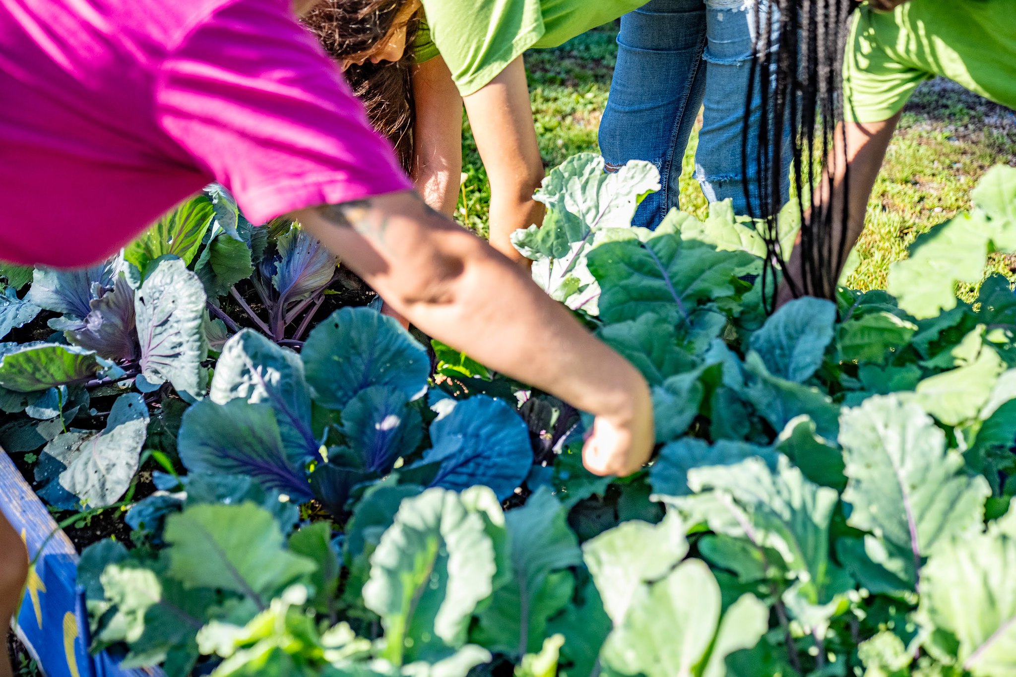 People working together in a garden, tending to leafy green plants, with sunlight and grass in the background.