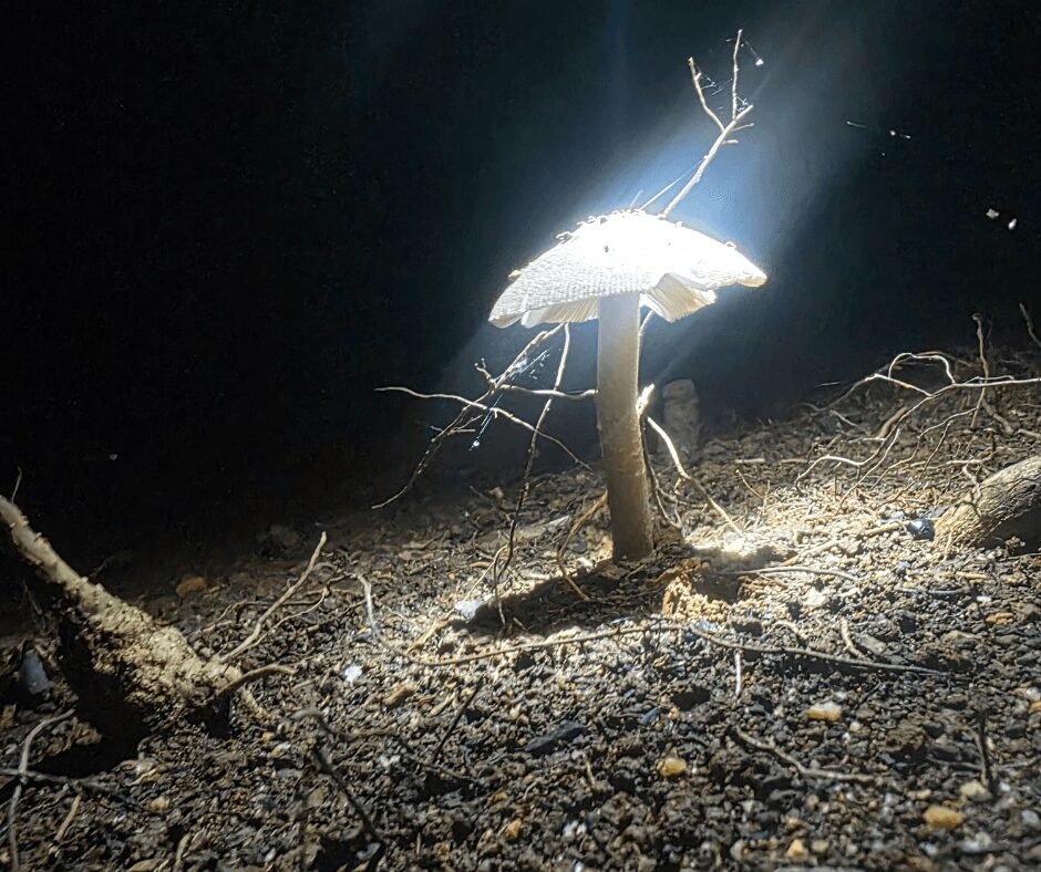 Mushroom with light shining behind it, surrounded by soil and small twigs at night.
