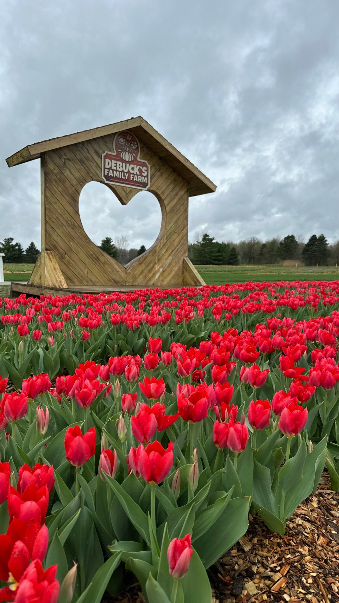 Wooden heart-shaped structure with a sign, surrounded by a field of red tulips under cloudy sky.