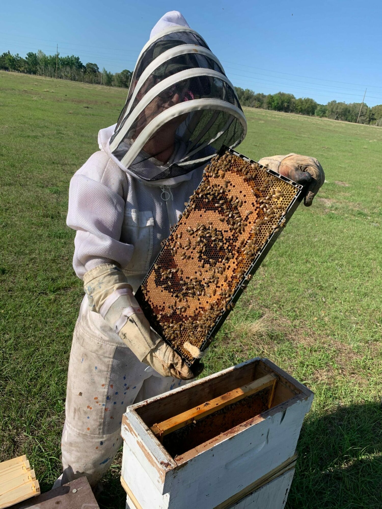 Person in protective suit inspecting a honeycomb frame with bees, next to a beehive box outdoors.