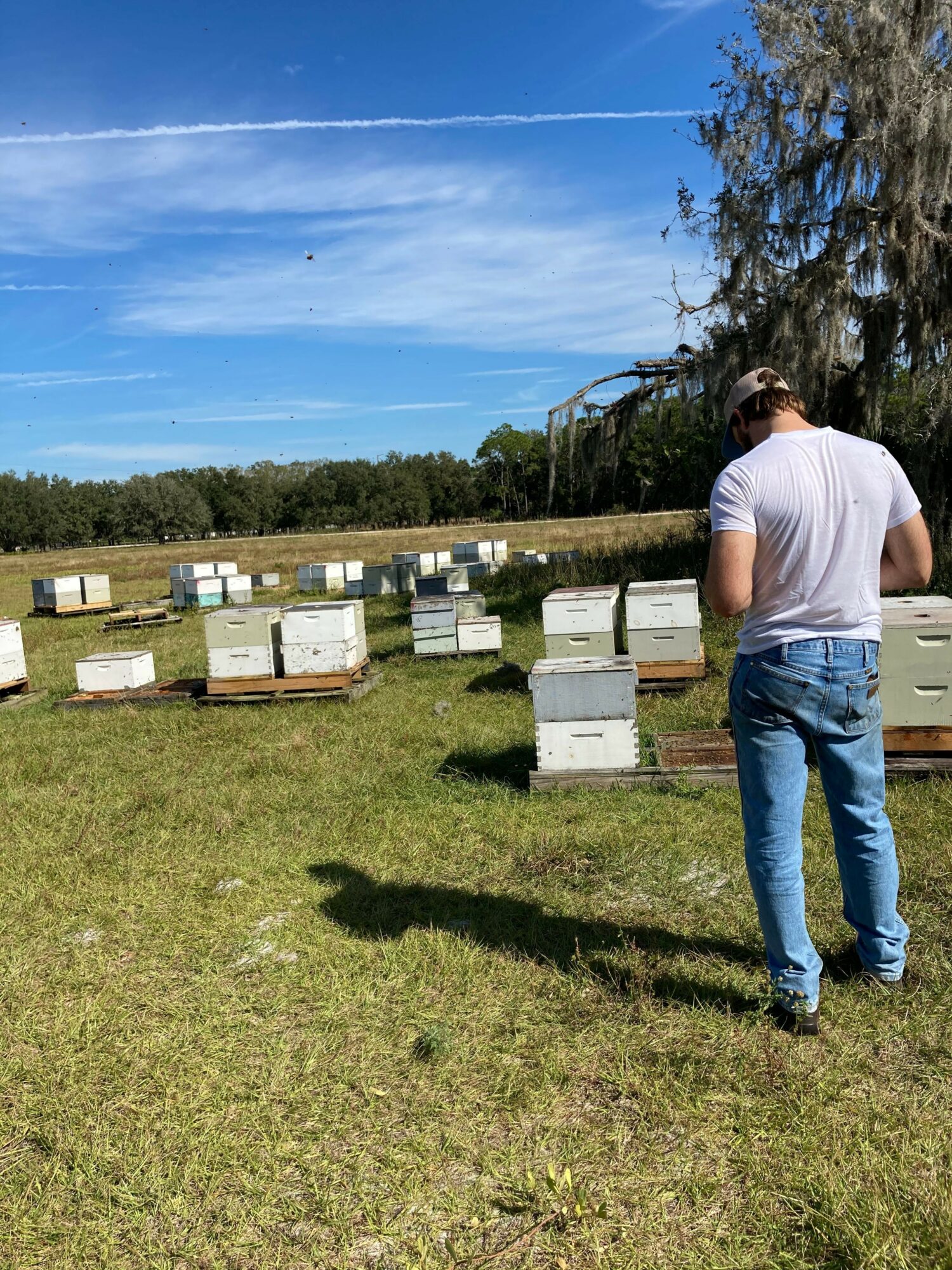 Person standing outdoors near beehives on grassy field, with trees and blue sky in background.