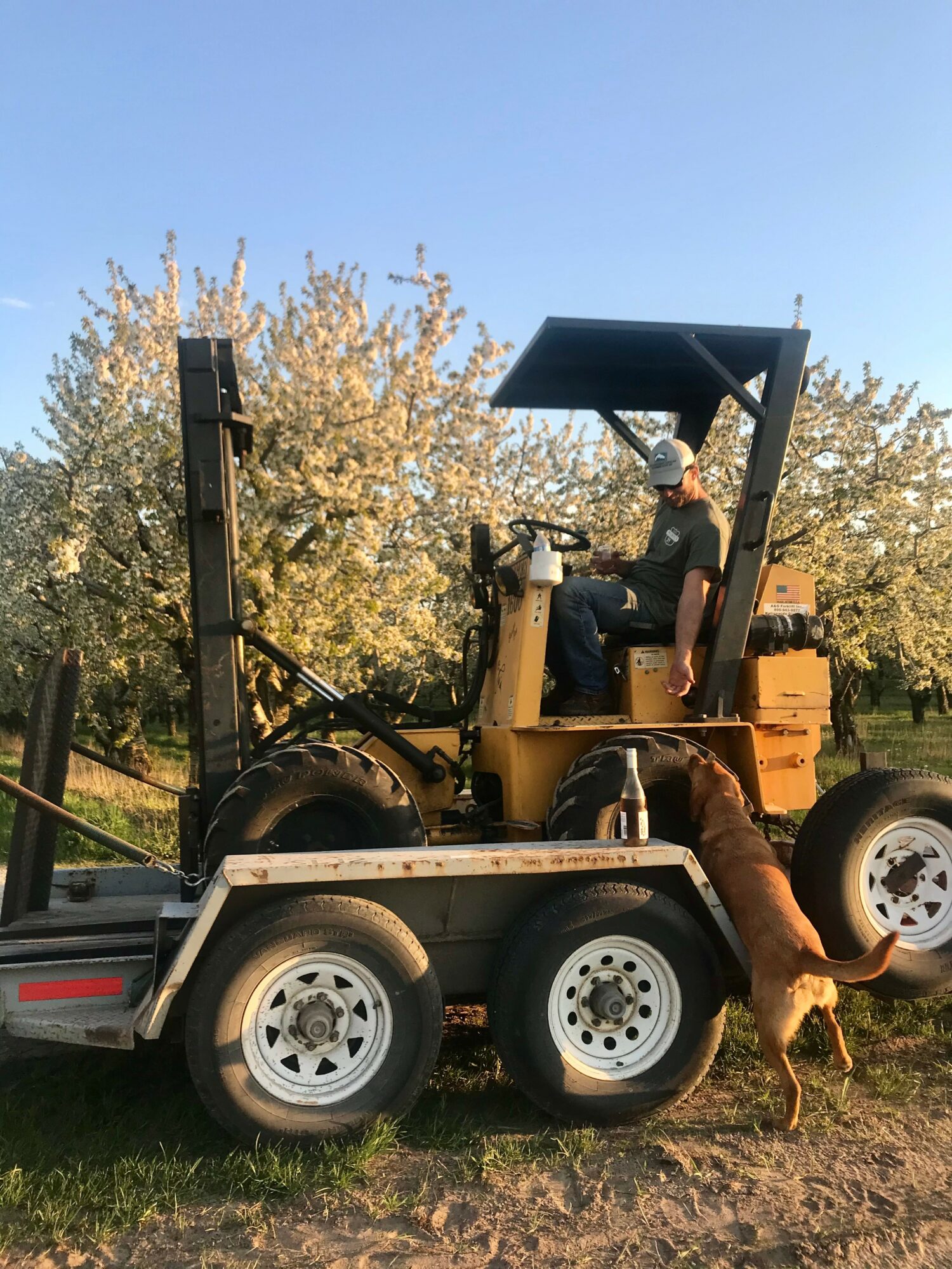 Person operating a small yellow tractor on a trailer, with a dog nearby, in front of flowering trees under a clear sky.