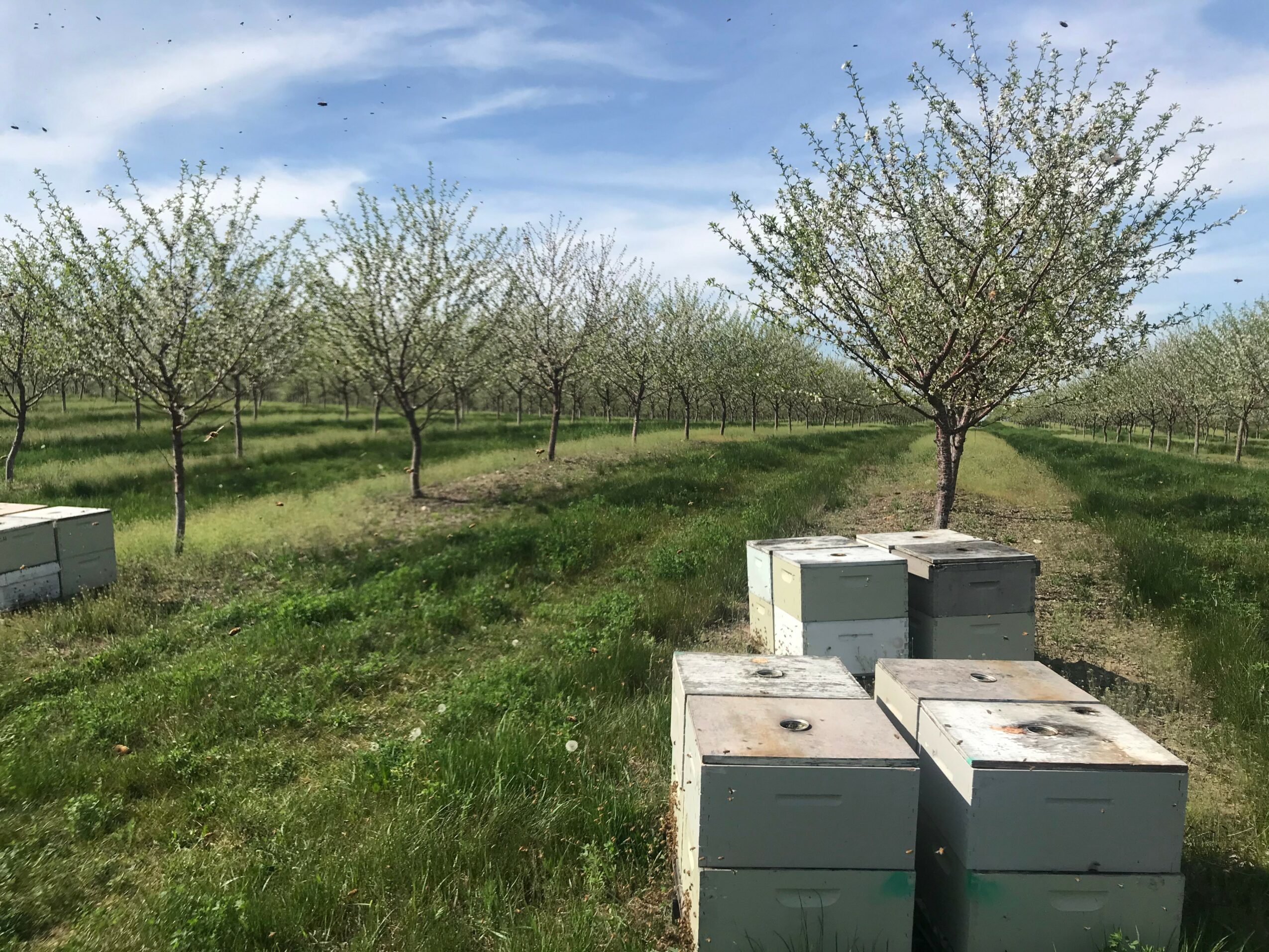 Orchard with blooming trees and beehives on grassy field under blue sky, sunlight, and clouds.