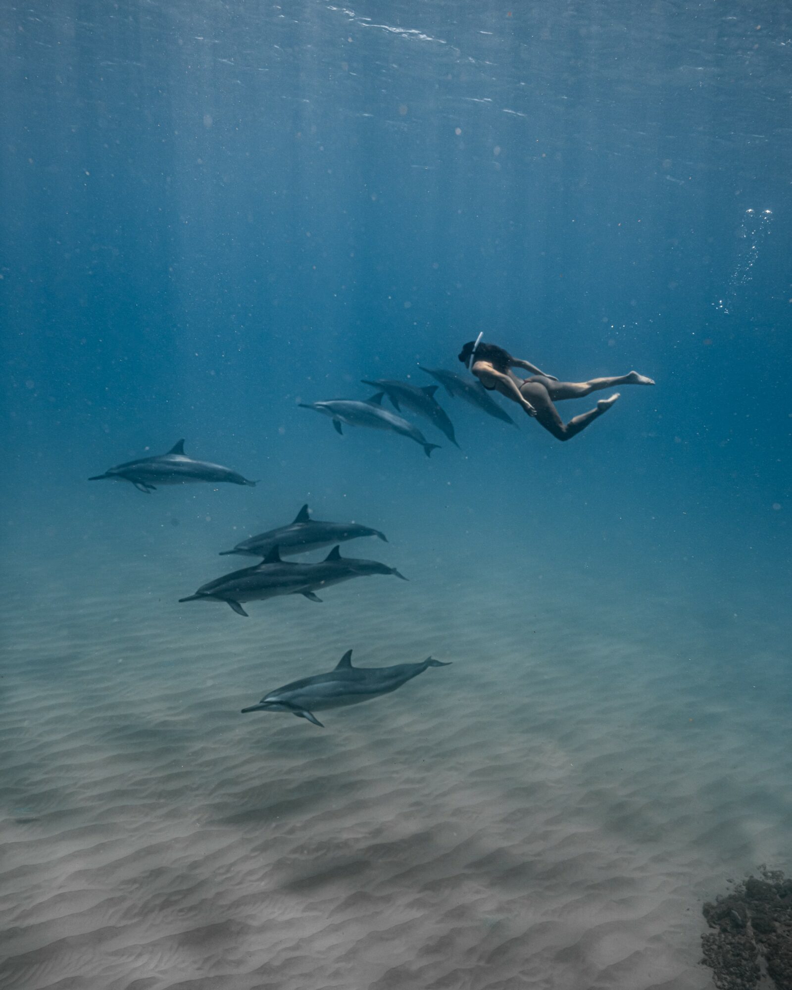 Person swimming underwater with dolphins, sandy ocean floor visible, clear blue water, bubbles around swimmer