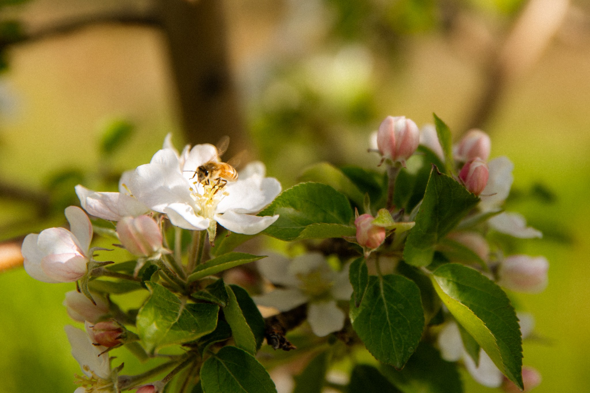 White flower with pink buds and green leaves, blurred background of branches and foliage