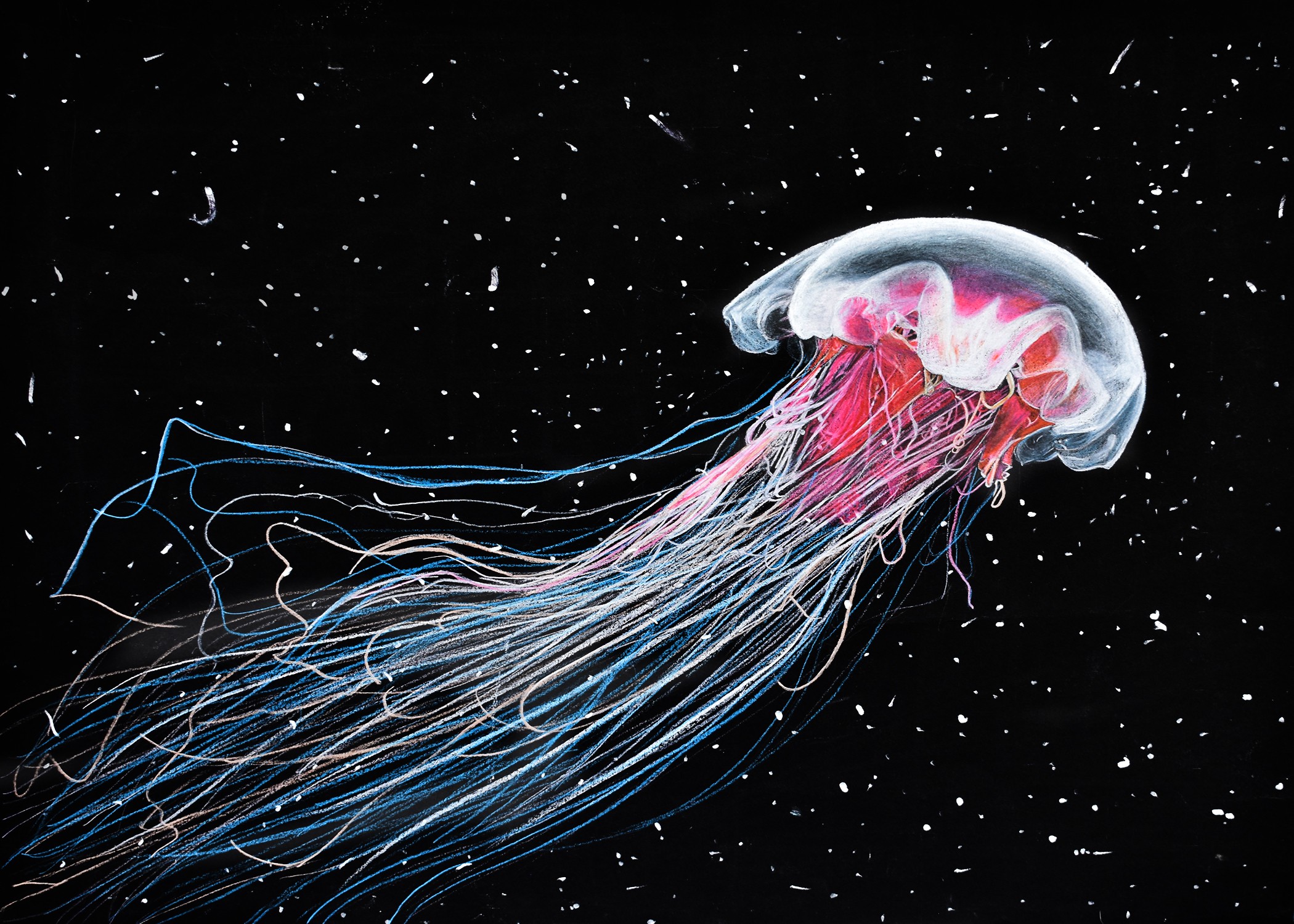 A jellyfish with long, flowing tentacles floats in dark water with small particles around it.