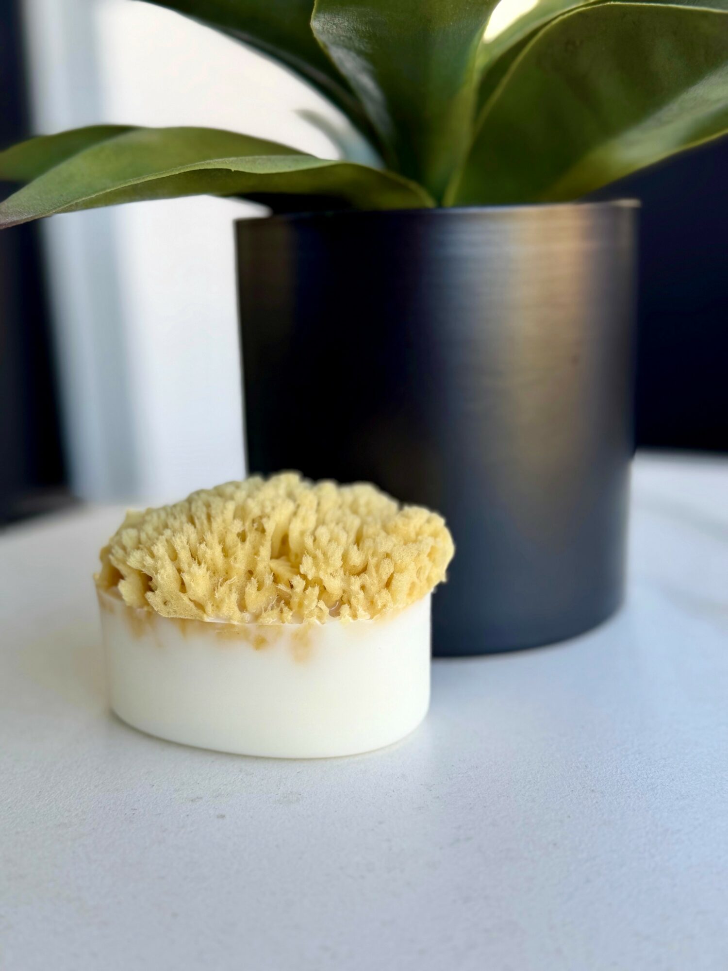 A potted plant with large green leaves in a black pot and a small white container with a yellow sponge on a white surface.