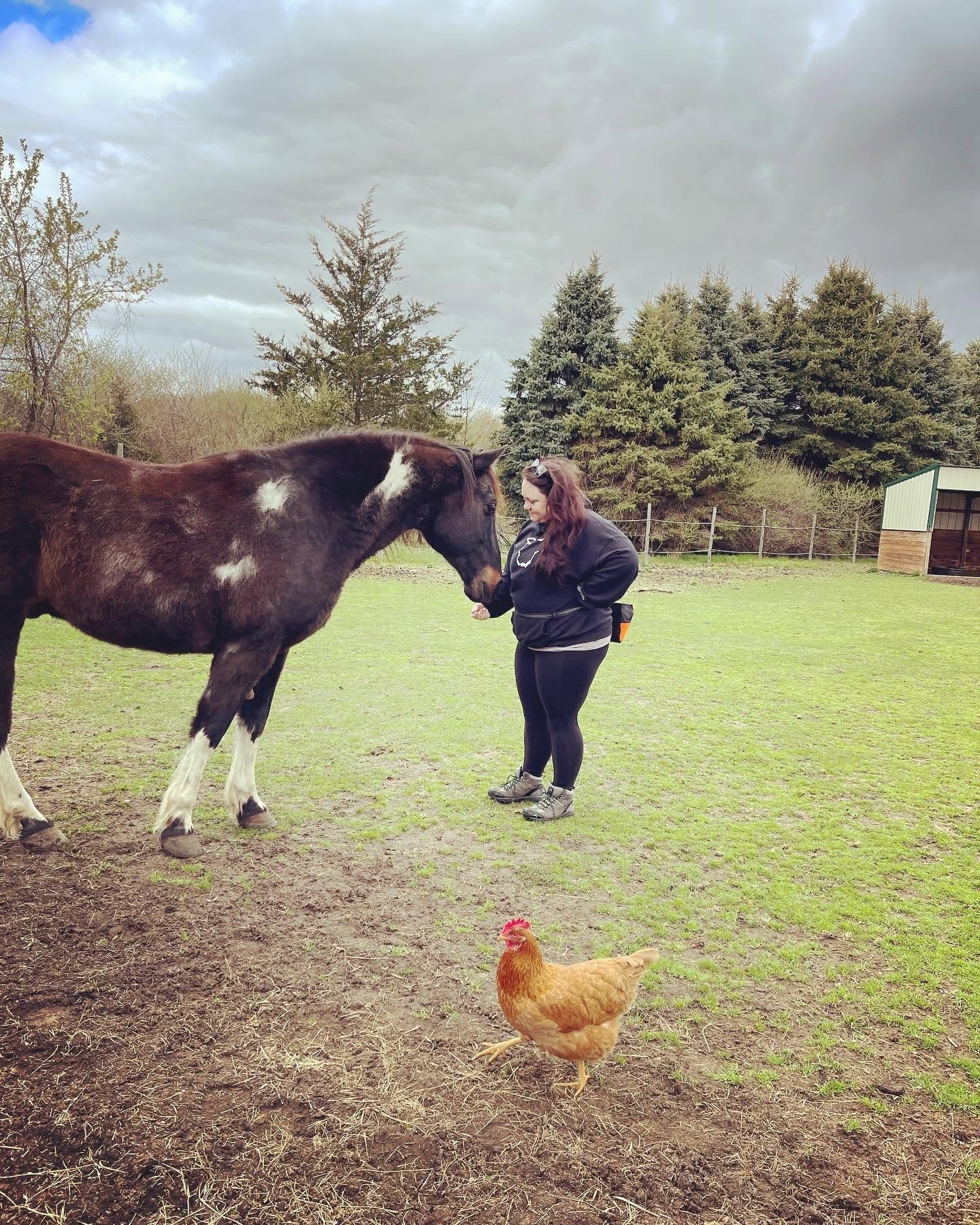 Person interacts with a horse in a grassy field, with a chicken nearby and trees in the background.