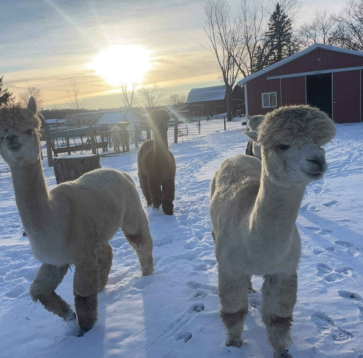 Three alpacas standing in snow with a sunset, trees, and a red building in the background.