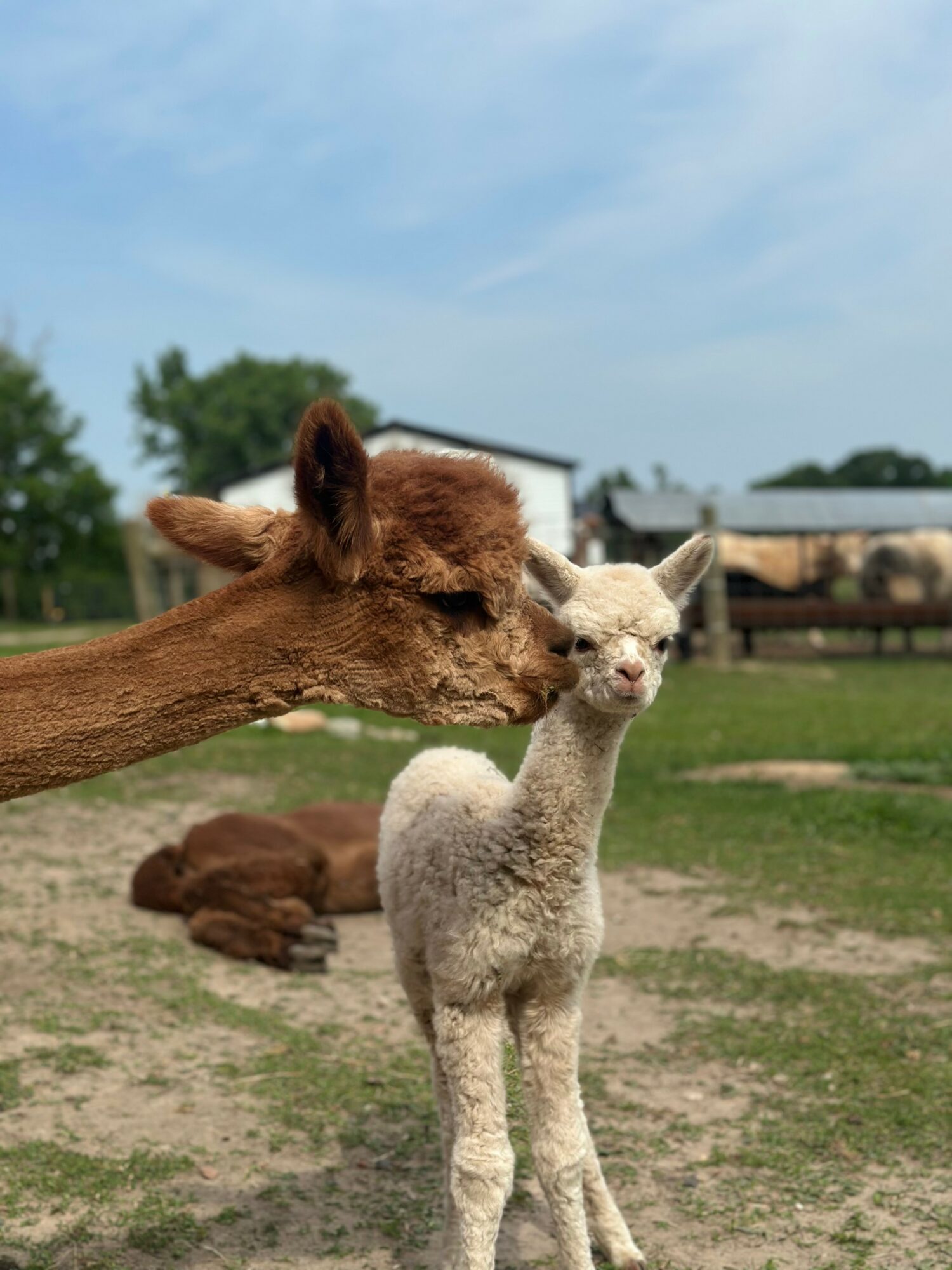 A brown llama and a white alpaca outdoors with a blue sky, trees, and a fence in the background.