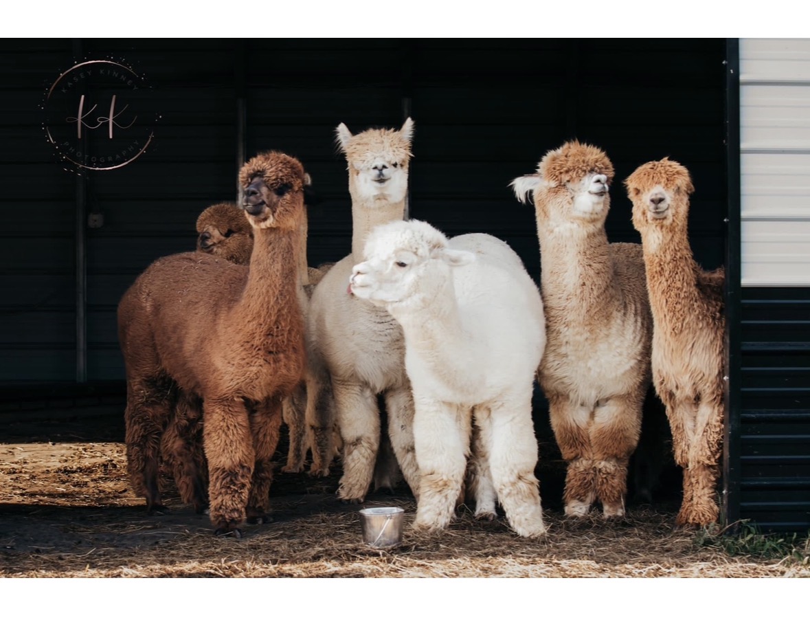 Group of six alpacas standing inside a shelter, some facing forward and others turned sideways, with a dark background.