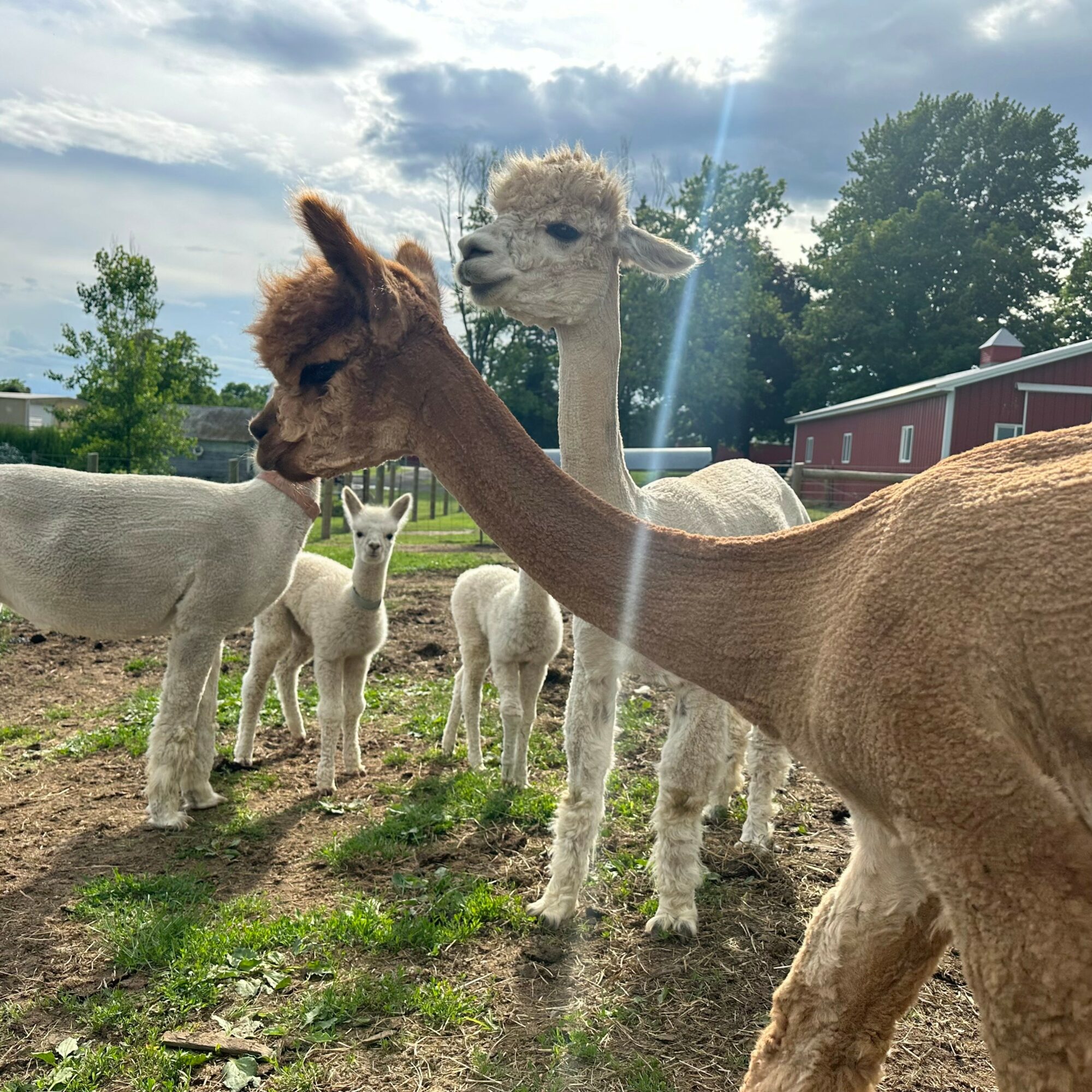 Group of alpacas outdoors with trees and a red building in the background, some looking at the camera.