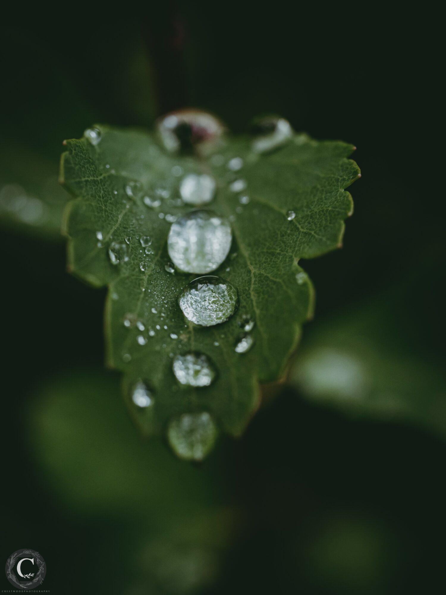 Close-up of a green leaf with water droplets, dark background, detailed texture, and natural lighting.