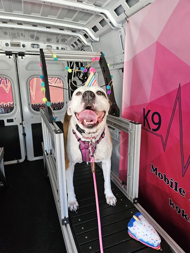 Dog with a harness and leash inside a vehicle, decorated with colorful accessories, near a pink K9 Mobile unit.