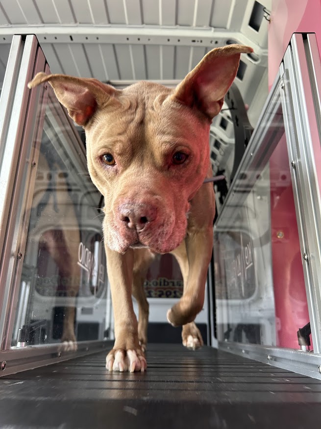 Dog with large ears inside a glass enclosure, looking directly at the camera, with a metallic background.