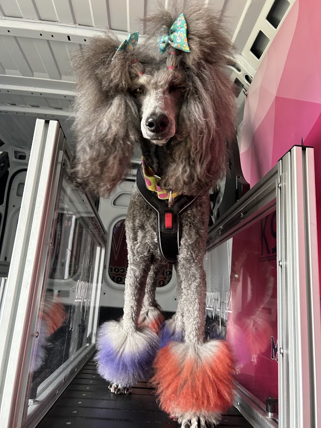Poodle with colorful fur on paws, standing inside a vehicle, with bows in hair and a harness, looking at the camera.