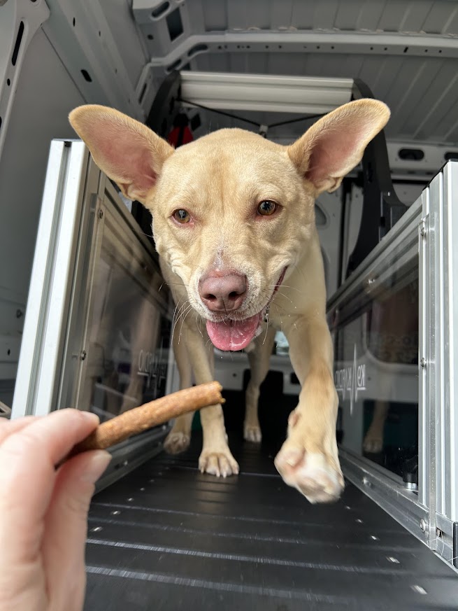 Dog with large ears inside a vehicle, approaching a treat held by a person, smiling with tongue out.